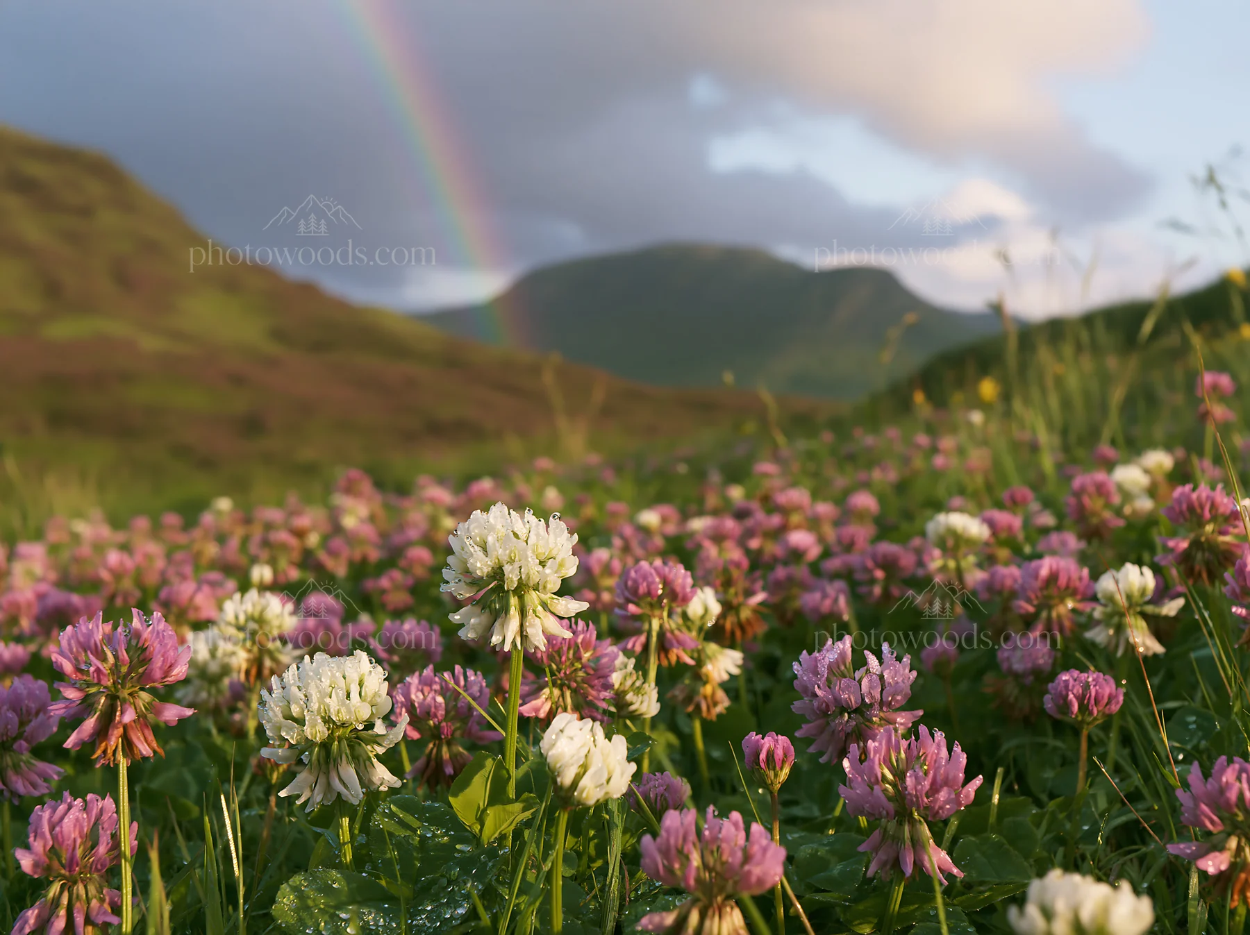 Colorful clover meadow with rainbow in the background - AI-generated stock image