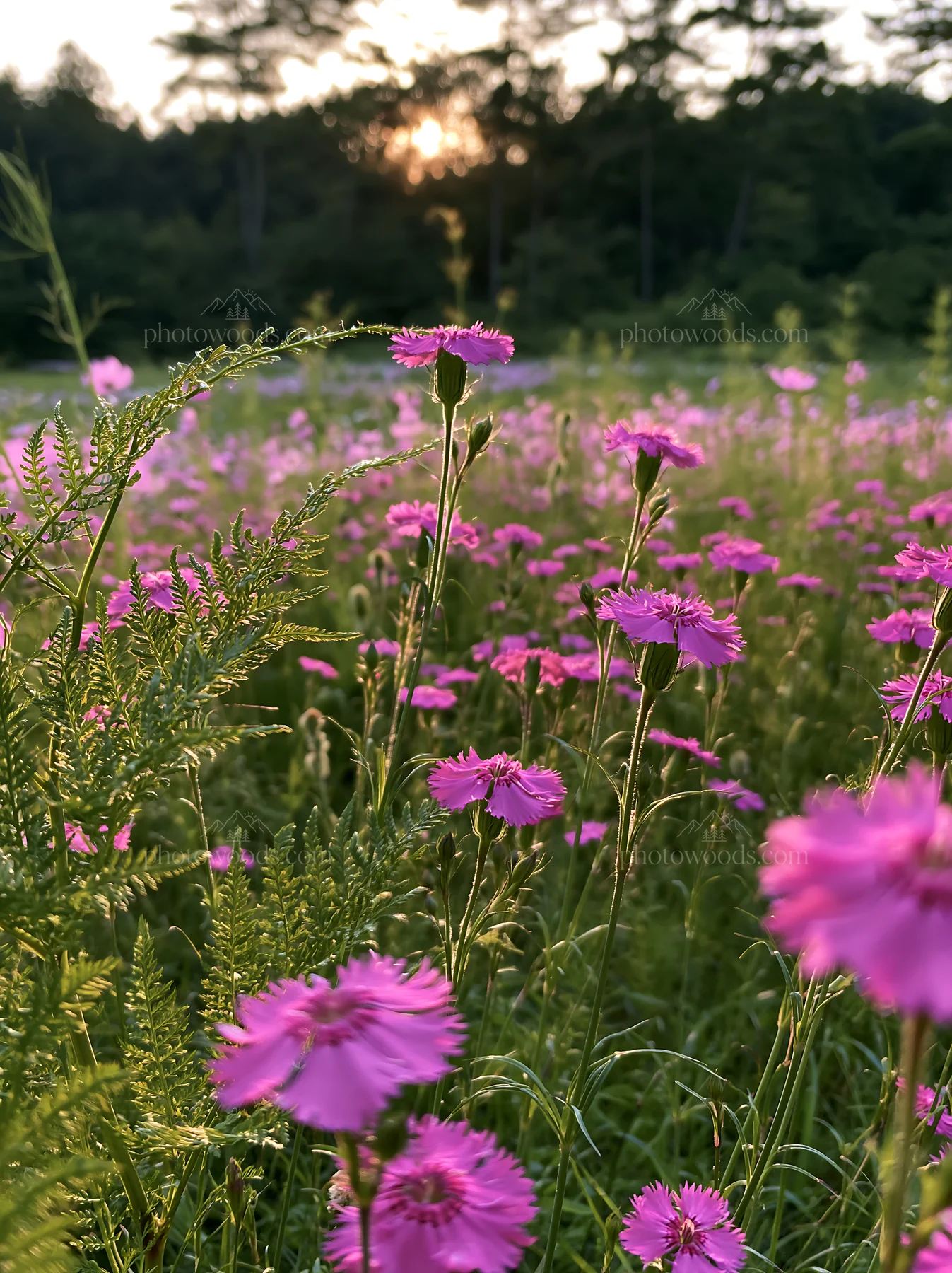 Nara summer meadow with fern foreground - AI-generated stock image