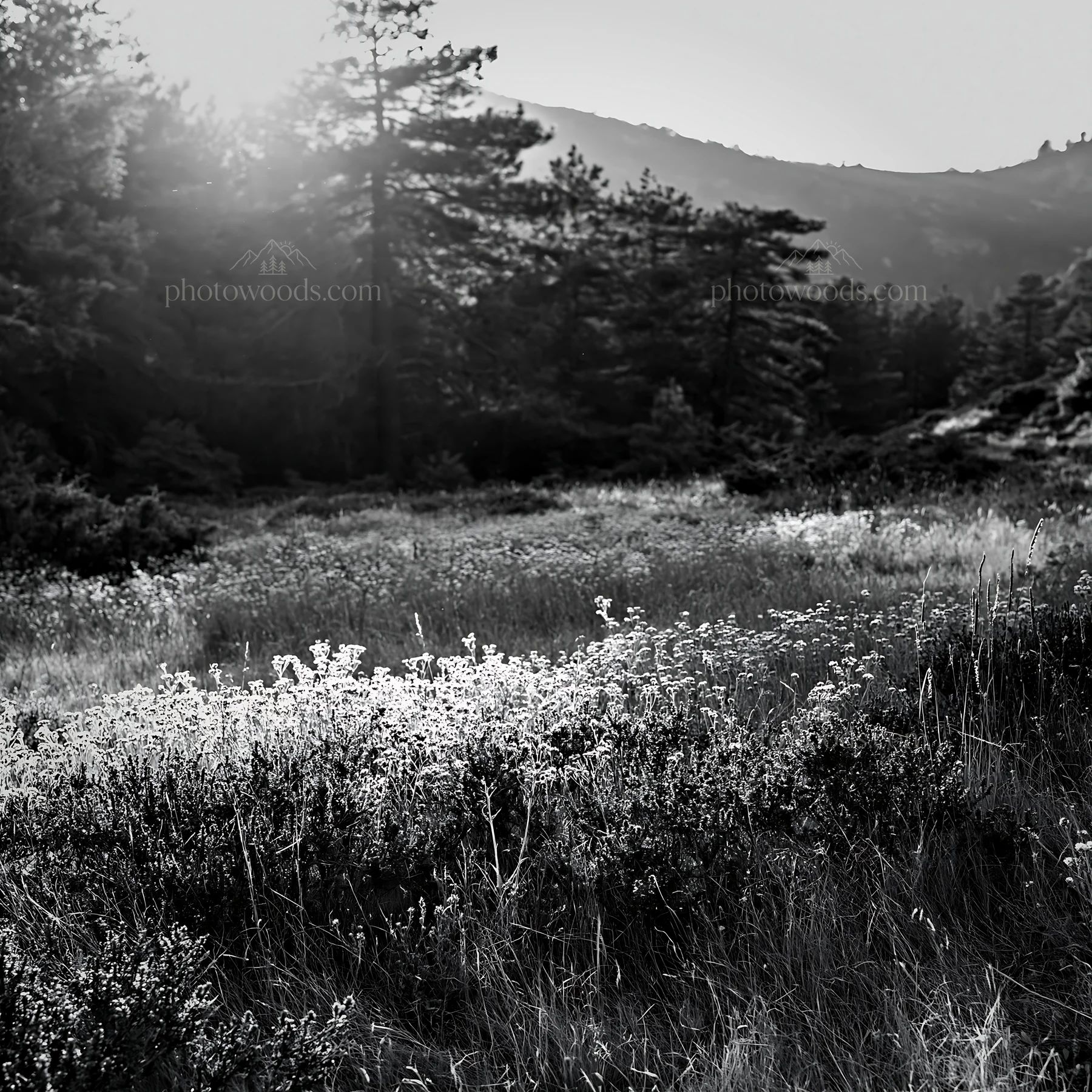 Pine forest meadow at sunset light - AI-generated stock image