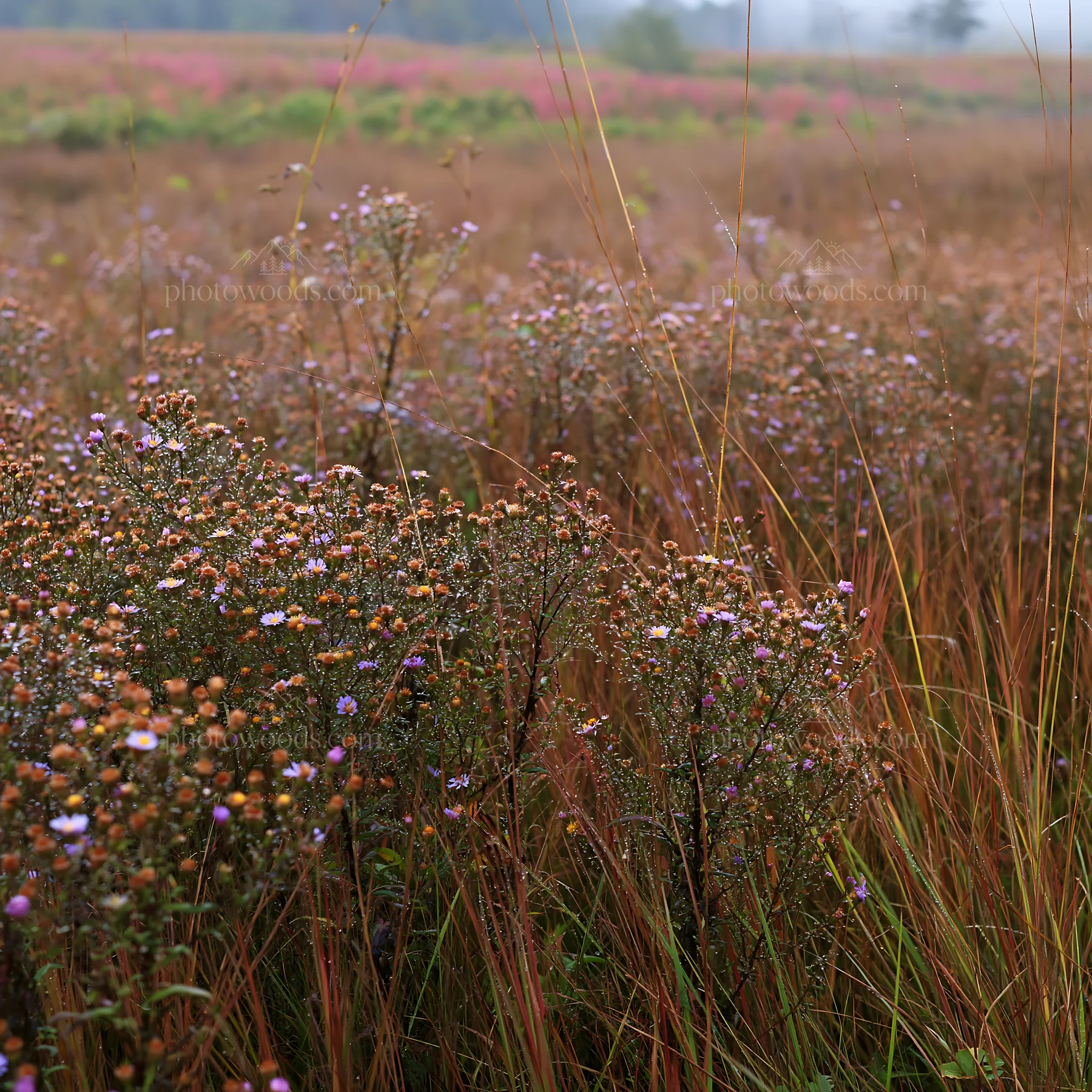 Expansive Hokkaido restoration meadow with dewdrops - AI-generated stock image