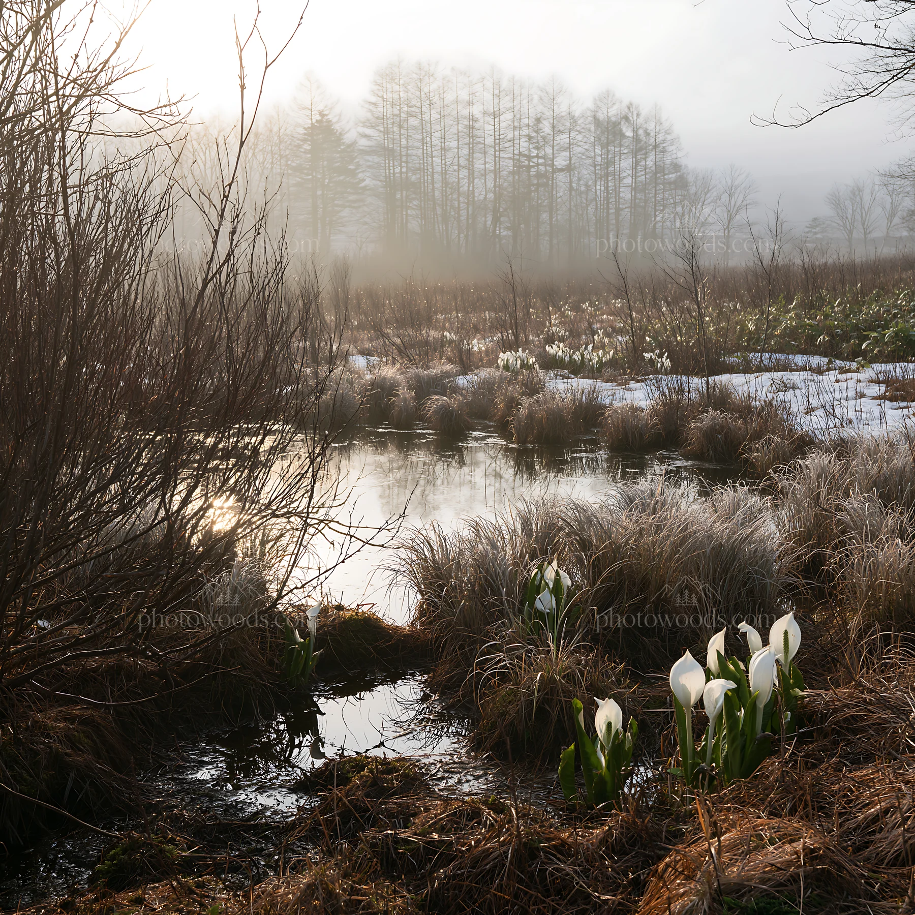 Akita snowmelt meadow with silver grasses and white flowers - AI-generated stock image