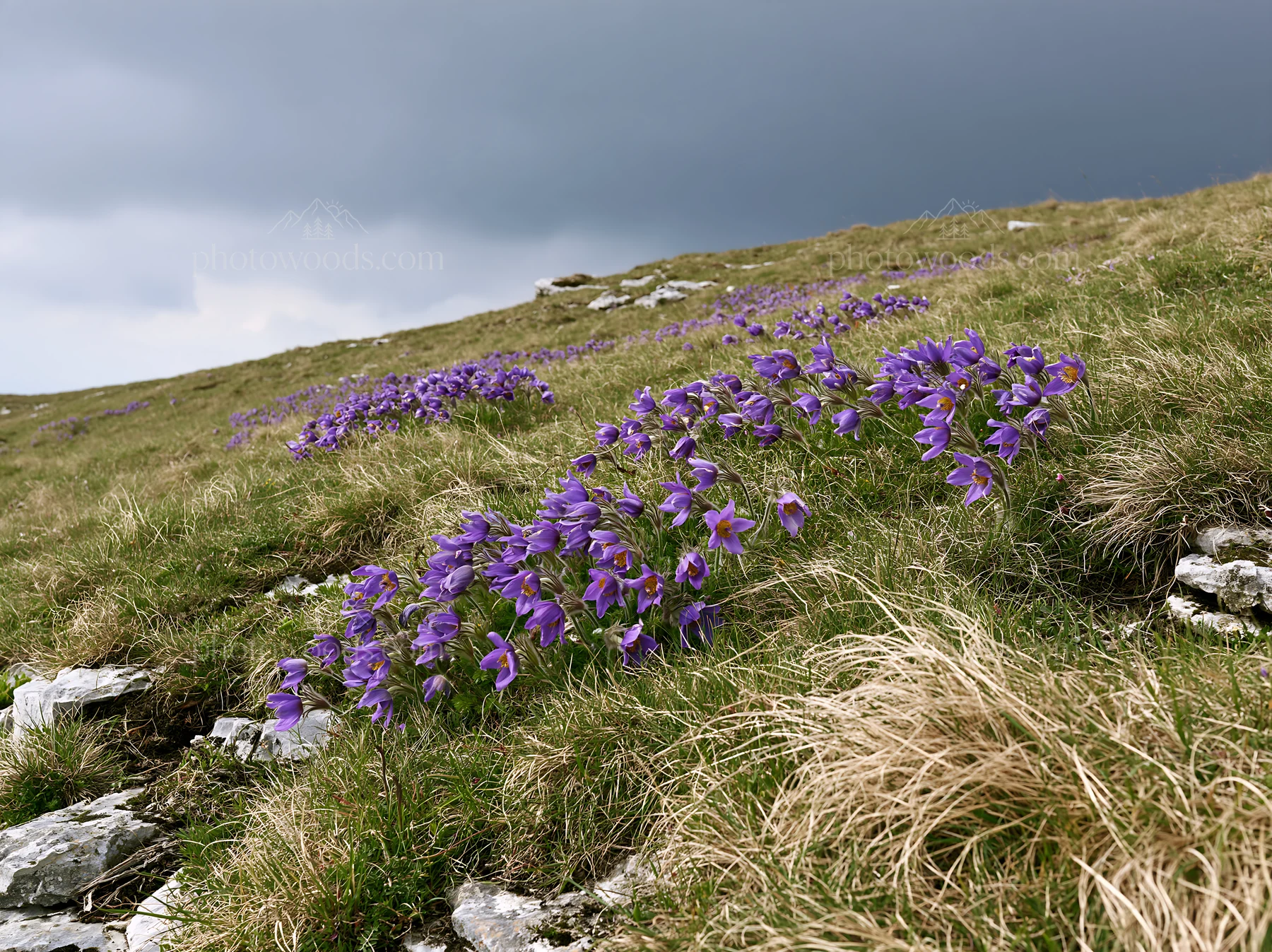 Cloudy pasque flower meadow on limestone slope - AI-generated stock image