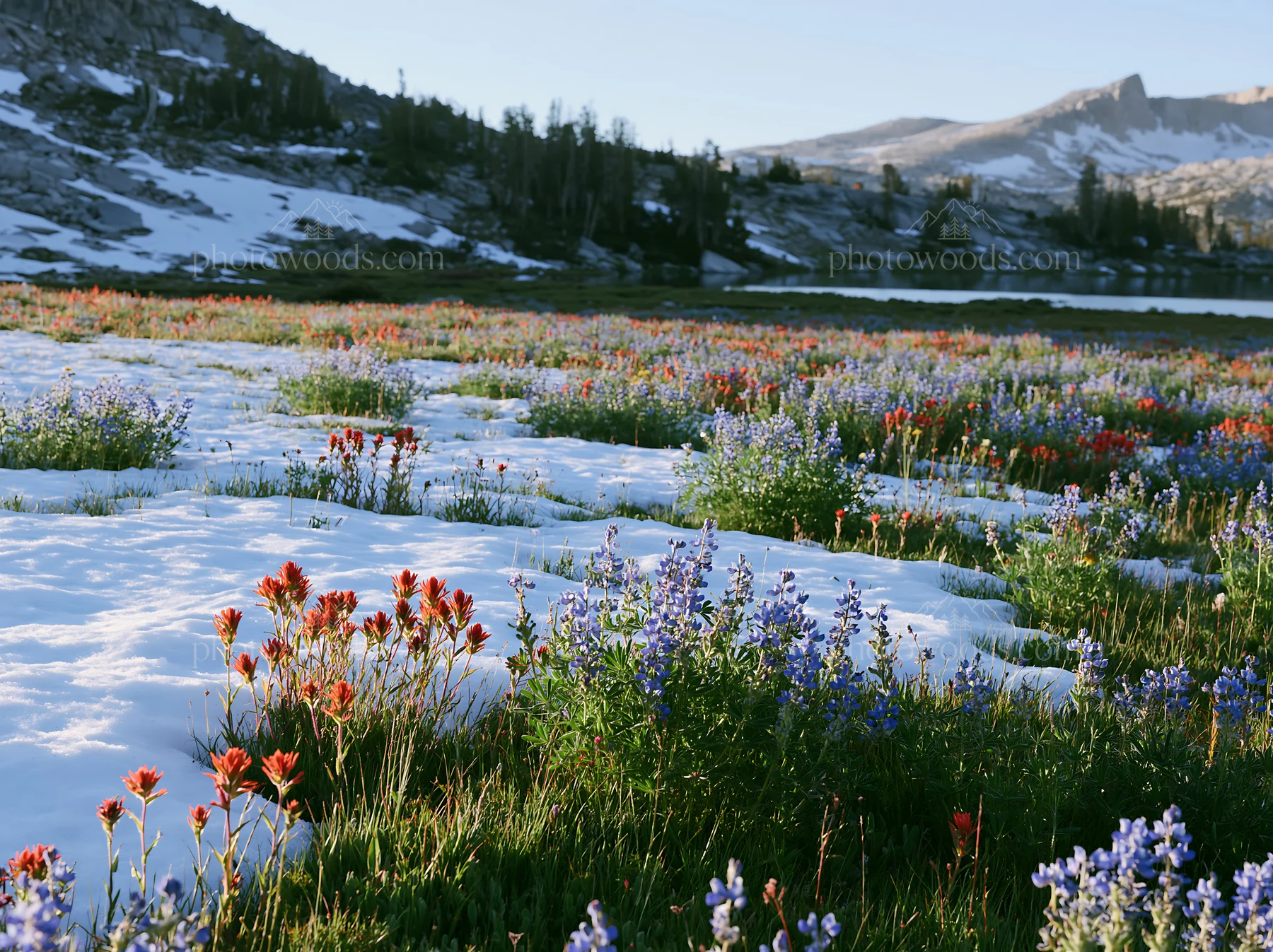 Snowy lakeside meadow with colorful flowers - AI-generated stock image
