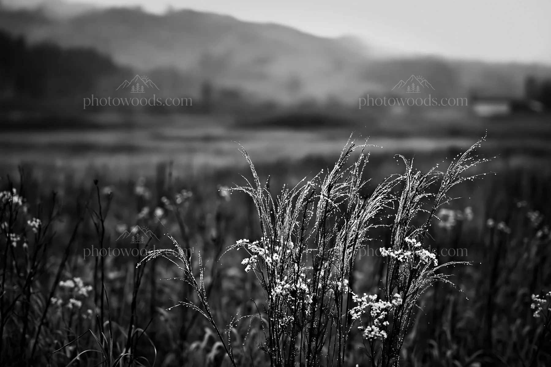 Black and white akita snowmelt meadow with silver grasses in a quiet landscape - AI-generated stock image