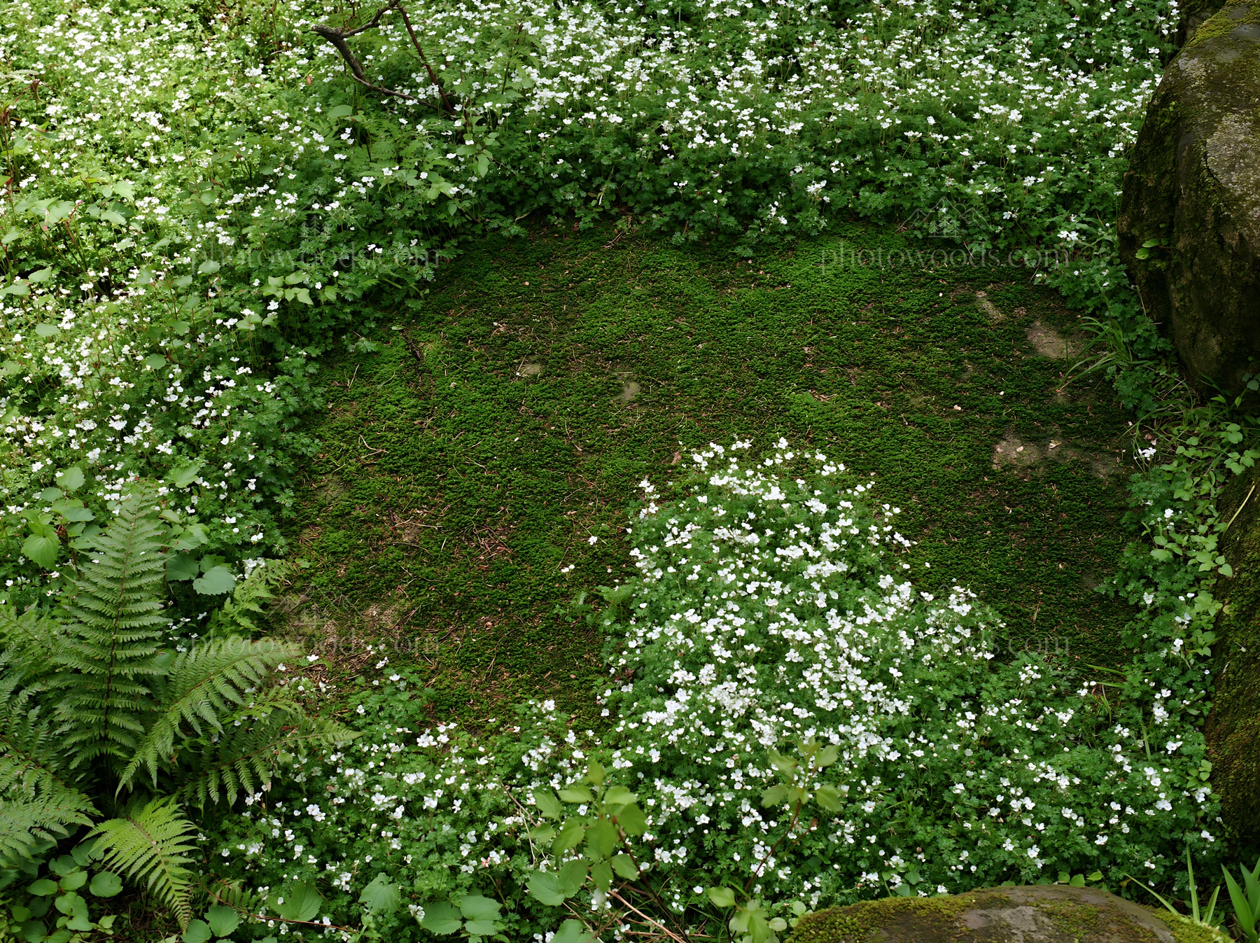 Miyagi spring recovery meadow mossy stone surrounded by flowers - AI-generated stock image