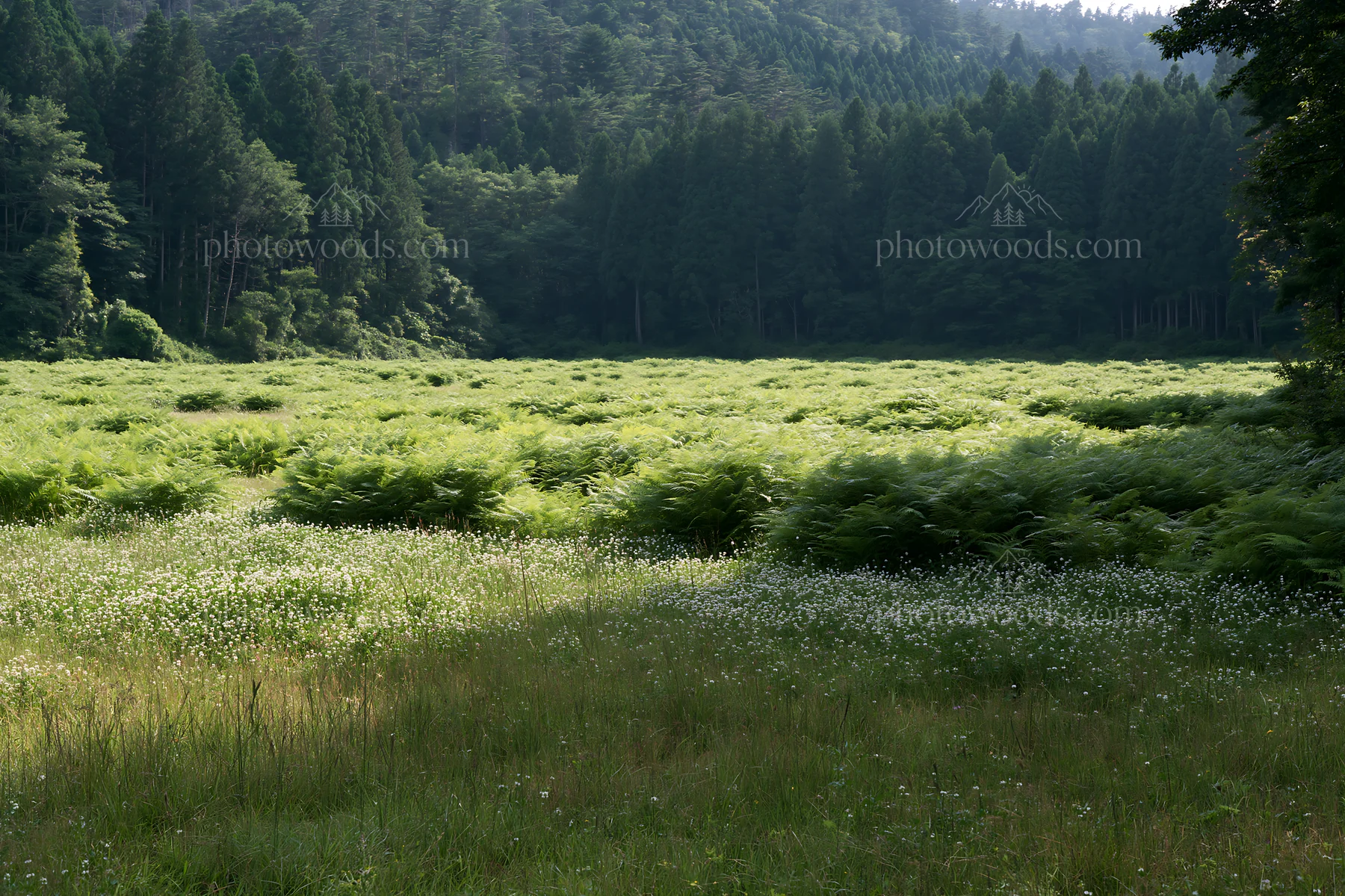 Nara summer meadow with fern foreground under soft sunlight - AI-generated stock image