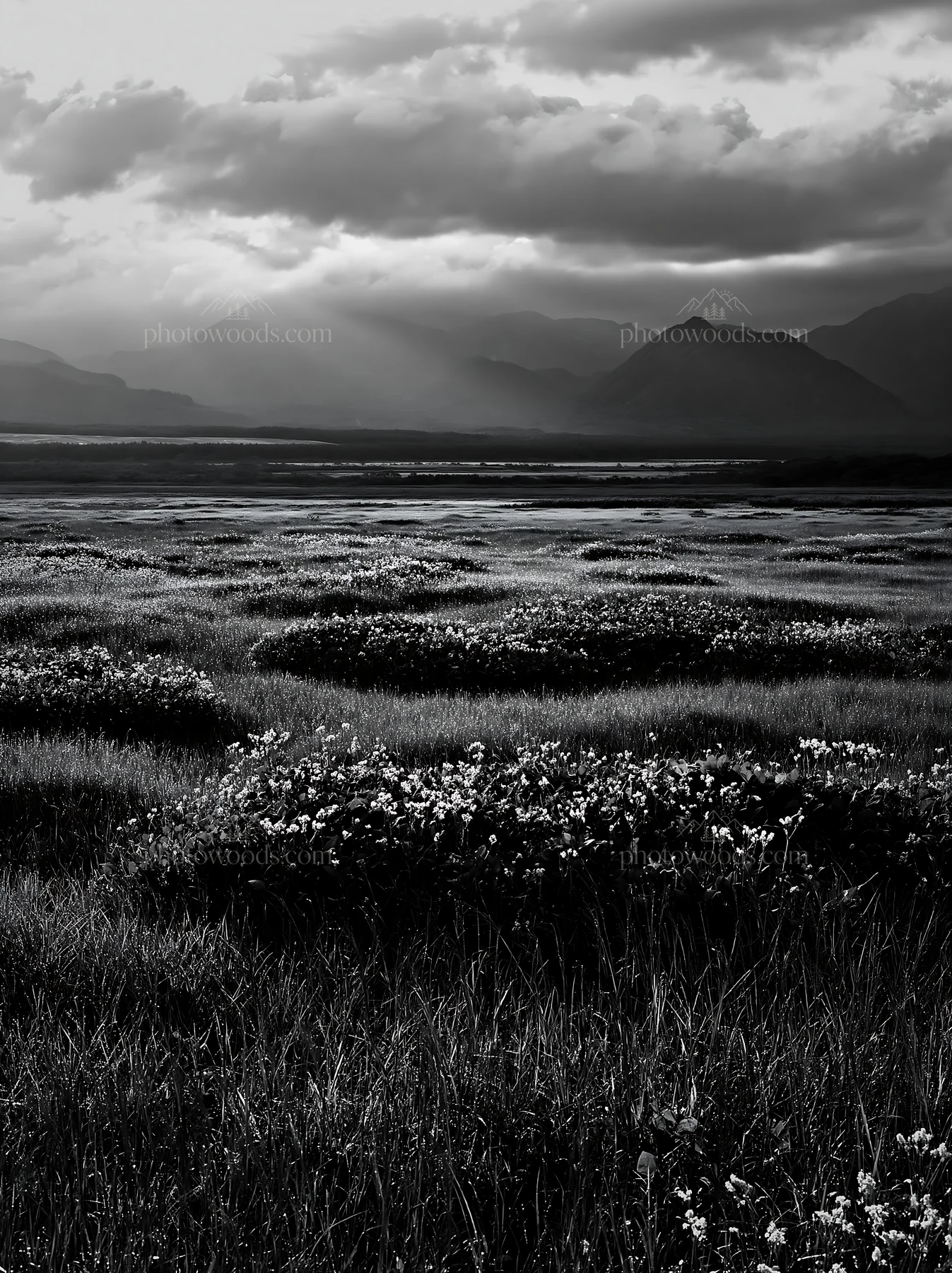 Black and white expansive Hokkaido restoration meadow with dewdrops - AI-generated stock image