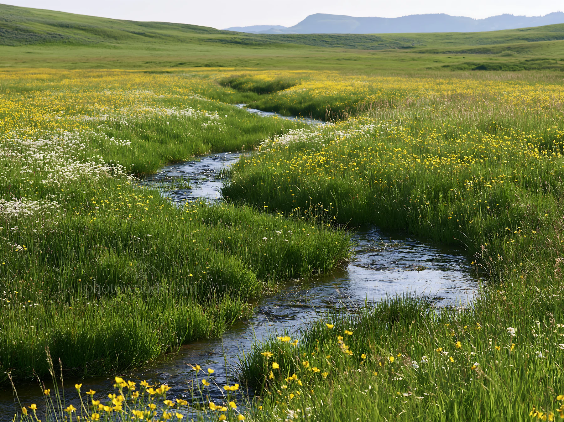Winding stream through a meadow with wildflowers - AI-generated stock image