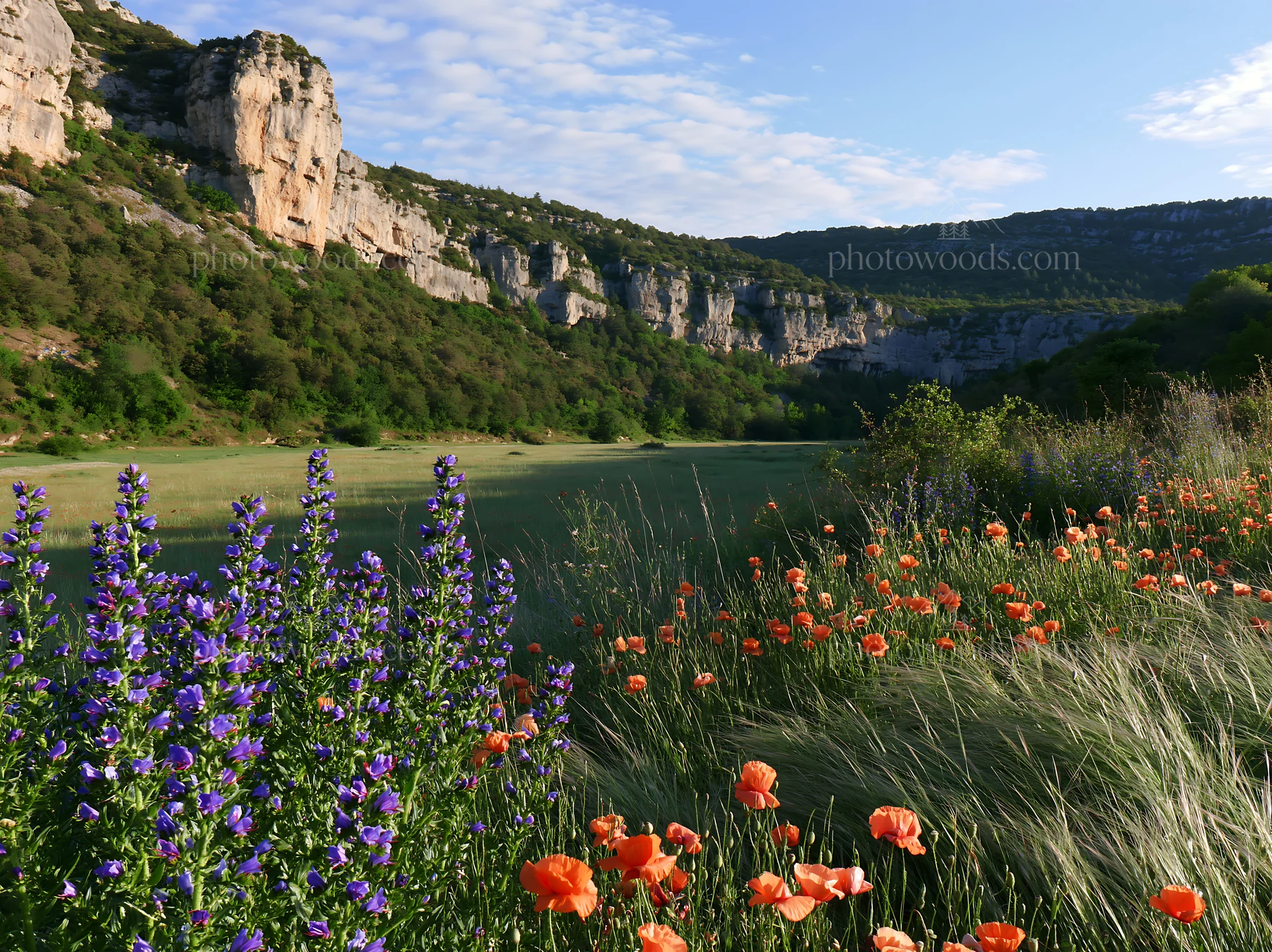 Poppy larkspur meadow by water with cliffs in background - AI-generated stock image