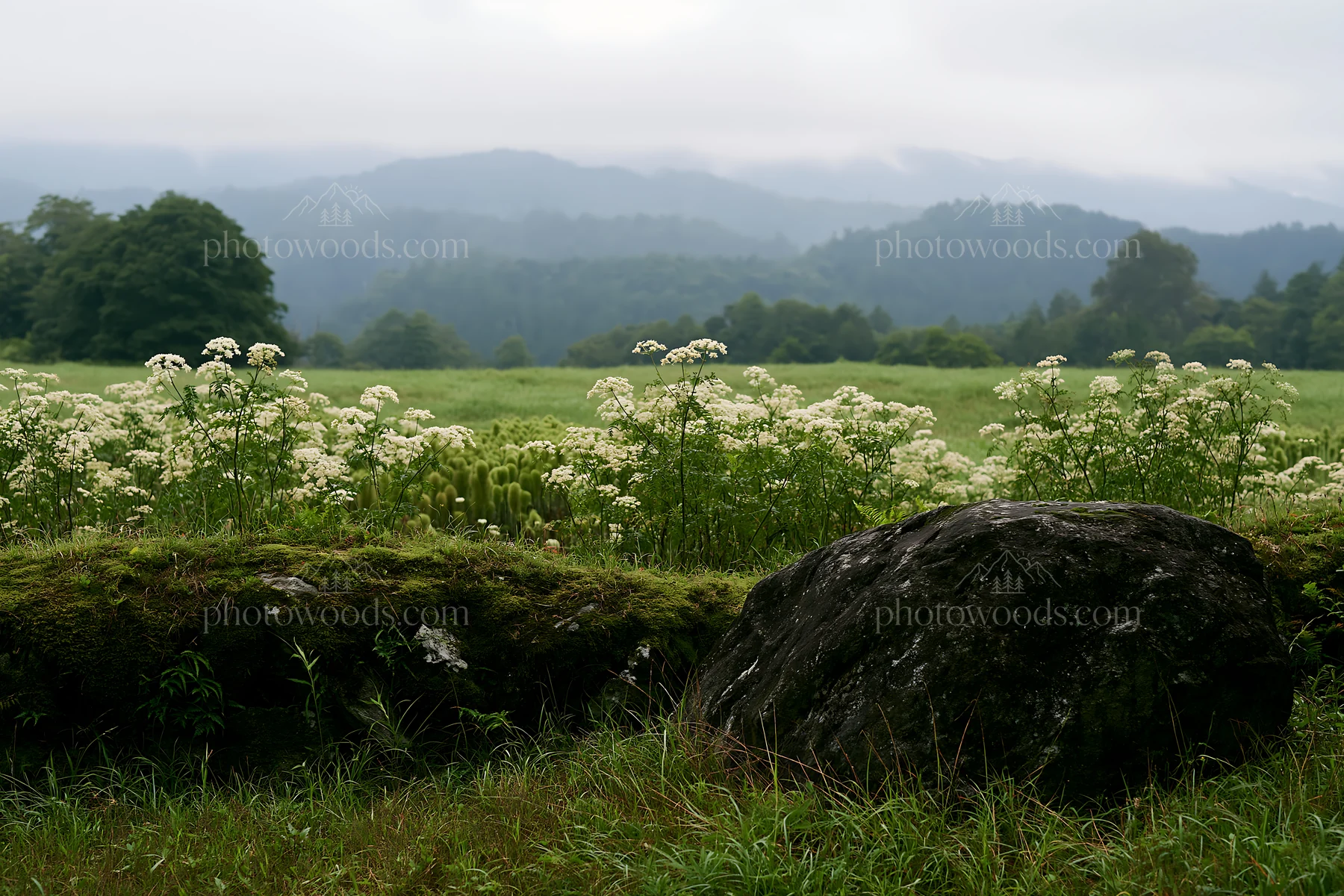 Misty meadow with moss covered stone in Shimane - AI-generated stock image