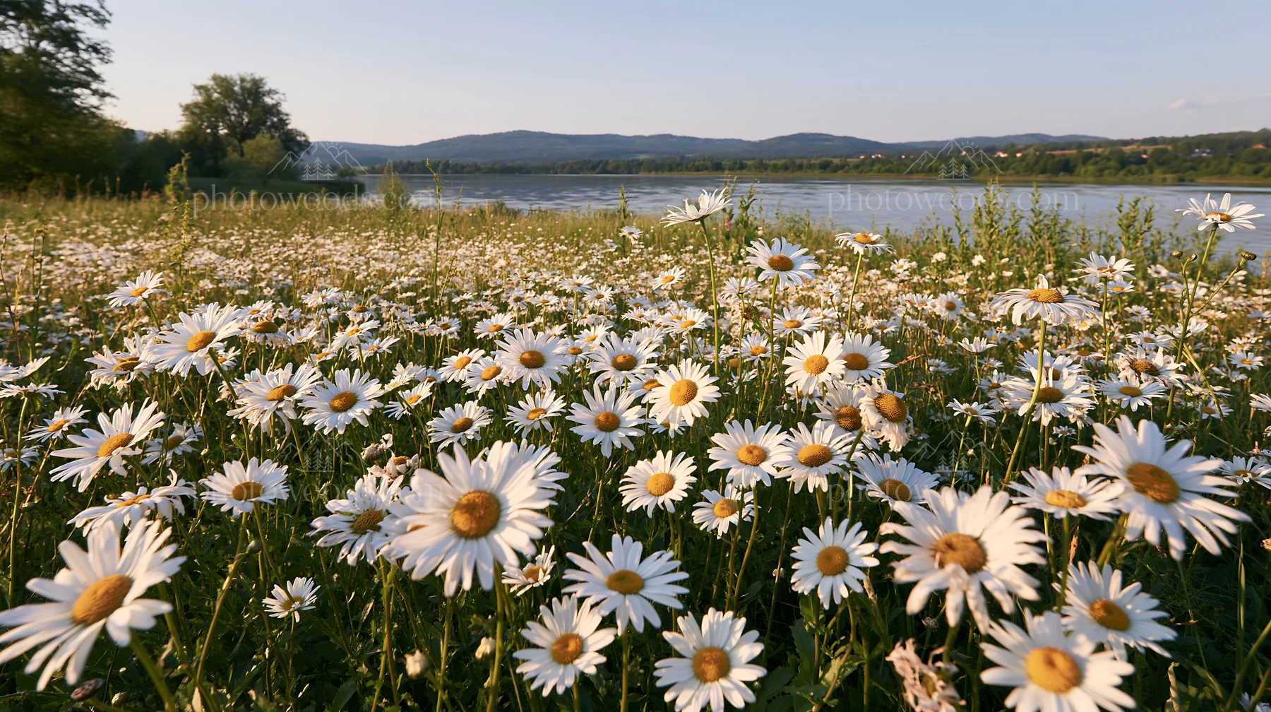 Lakeside meadow with daisies near German landscape in summer - AI-generated stock image