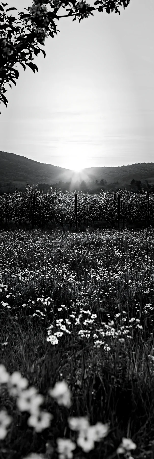 Sunset over apple meadow with flowers and mountains in view - AI-generated stock image