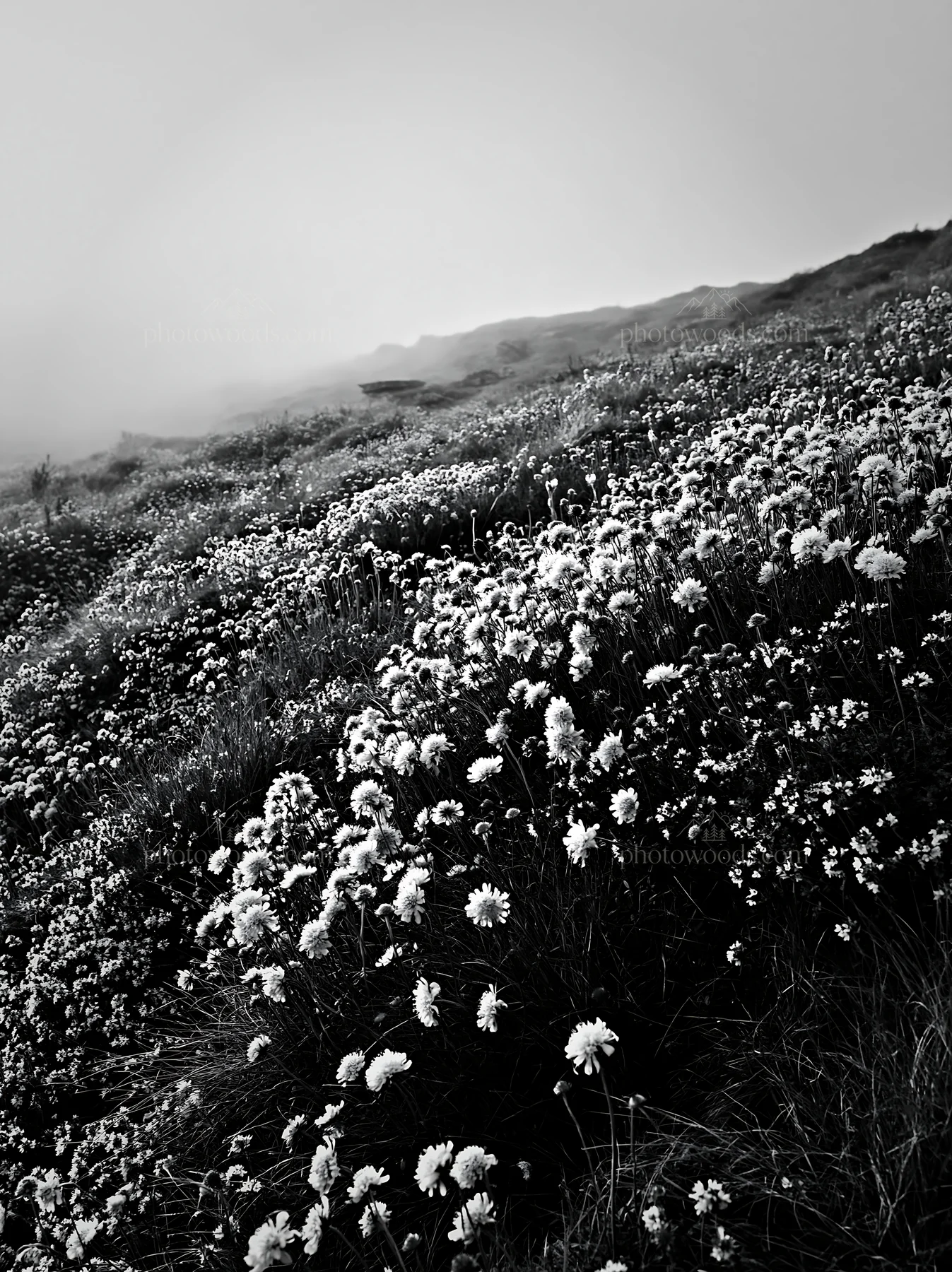 Cloudy calcareous grassland meadow with flowers and copy space - AI-generated stock image