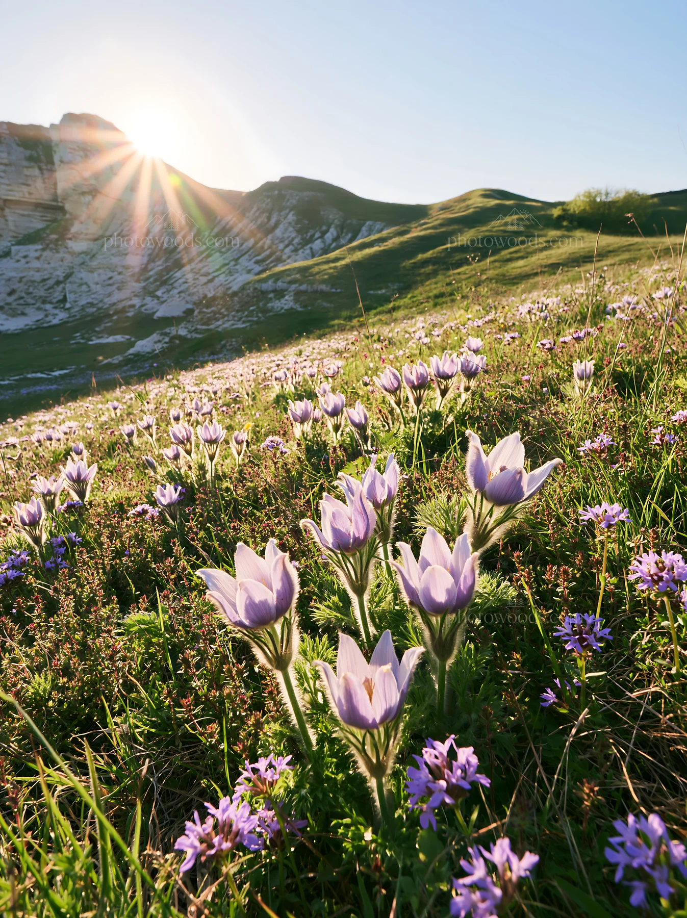 Sunny pasqueflower meadow under morning sunlight - AI-generated stock image