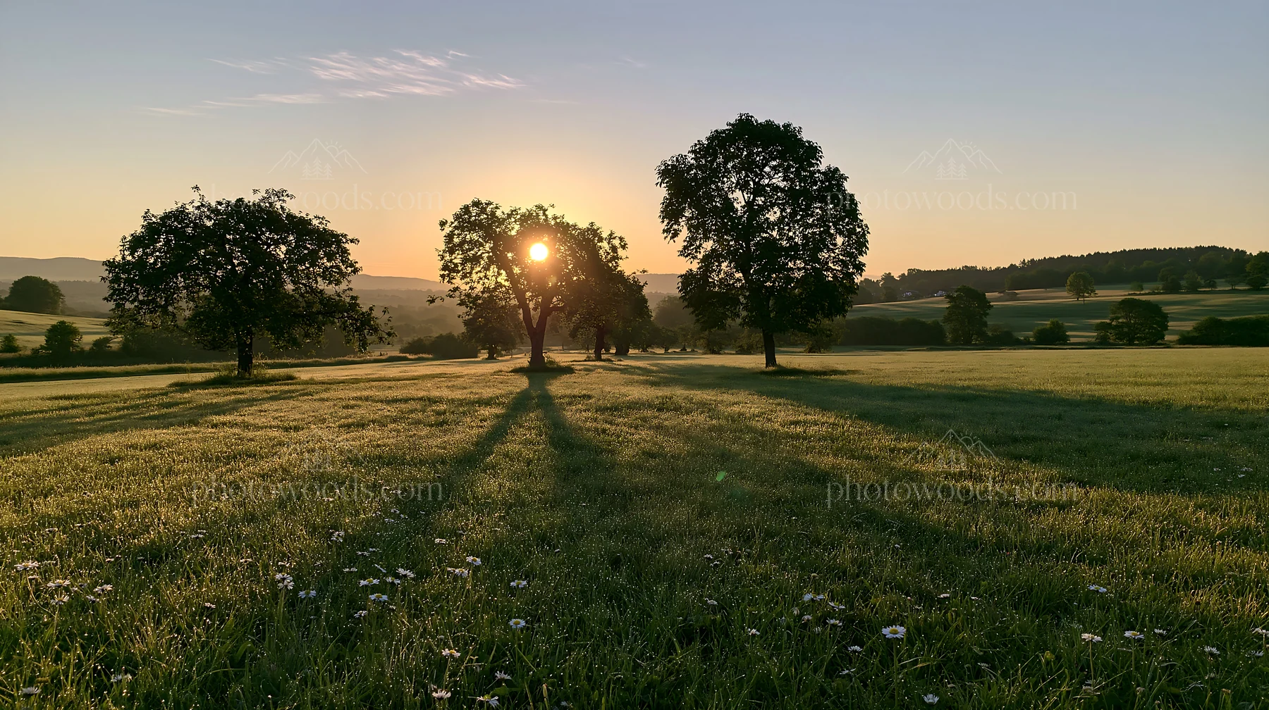 Daisy apple meadow at sunrise with trees and long shadows - AI-generated stock image