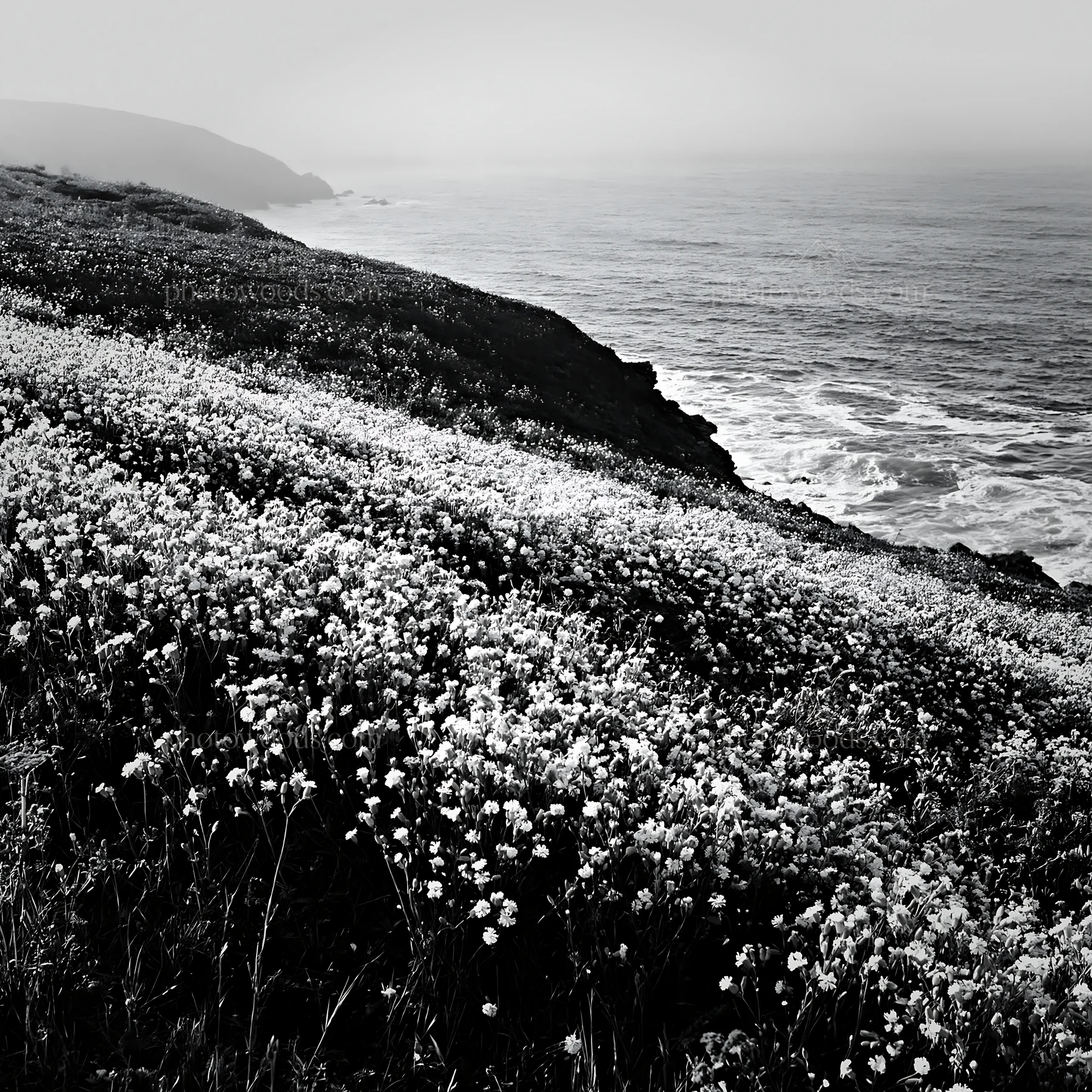 Meadow of flowers above Atlantic coast in Portugal - AI-generated stock image