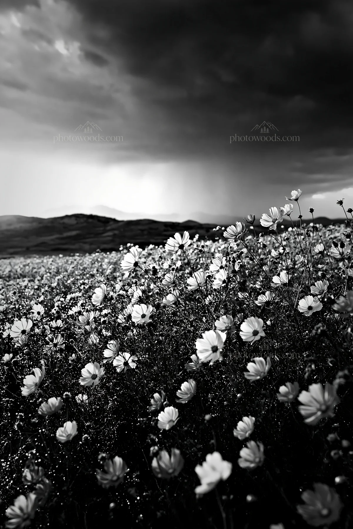 Colorful cosmos meadow with dark clouds in the sky - AI-generated stock image