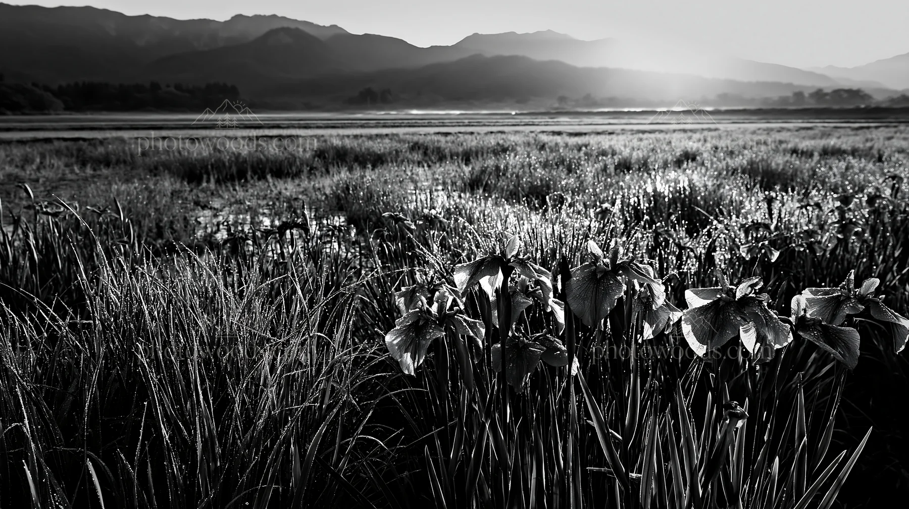 Niigata floodplain restoration meadow dew foreground - AI-generated stock image