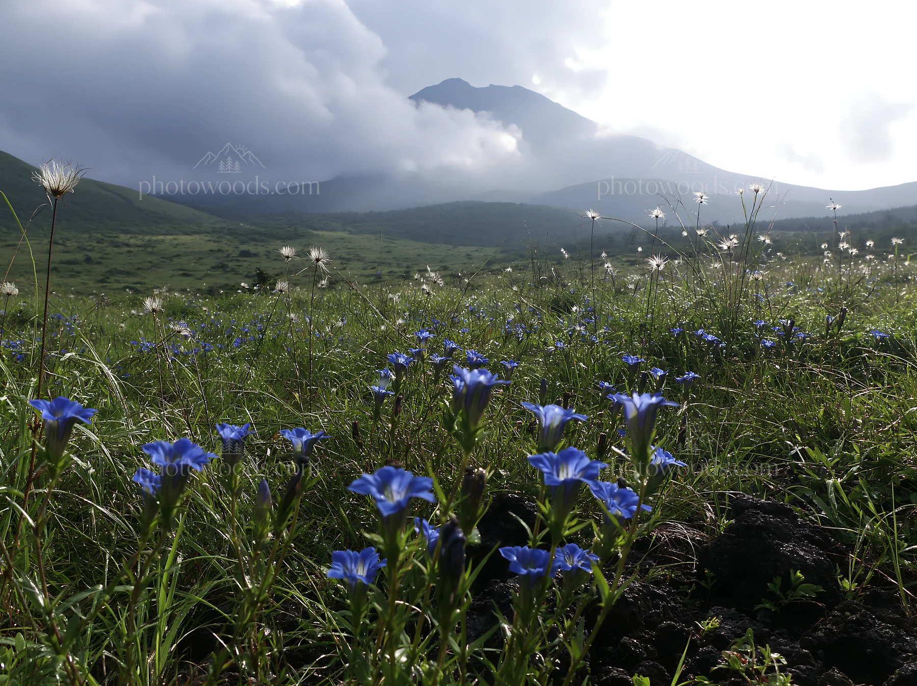 Kagoshima volcanic meadow with pumice foreground and blue flowers - AI-generated stock image