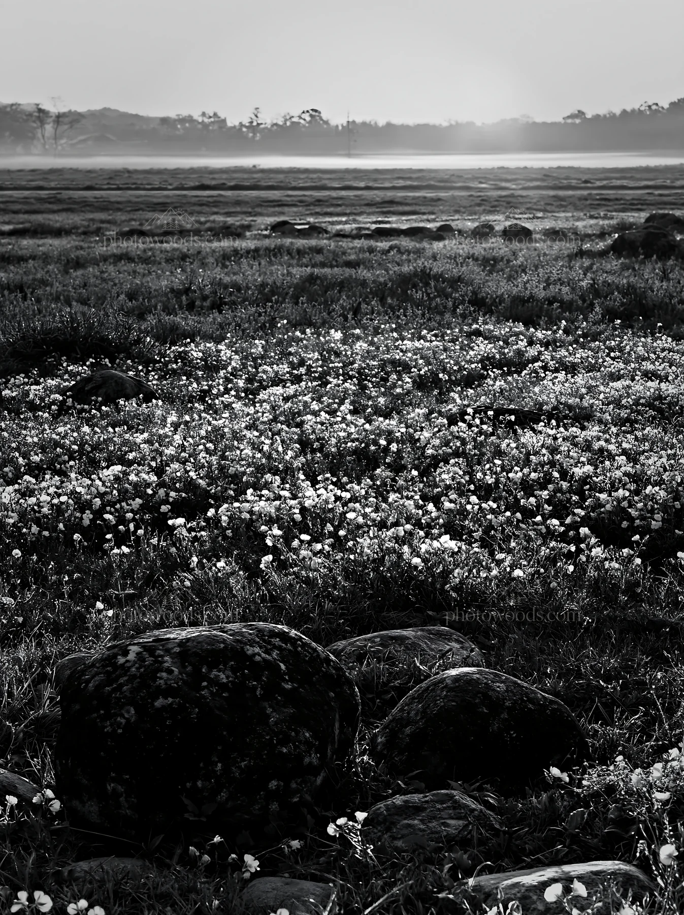 Kyoto wildflower meadow with stones at spring dawn - AI-generated stock image