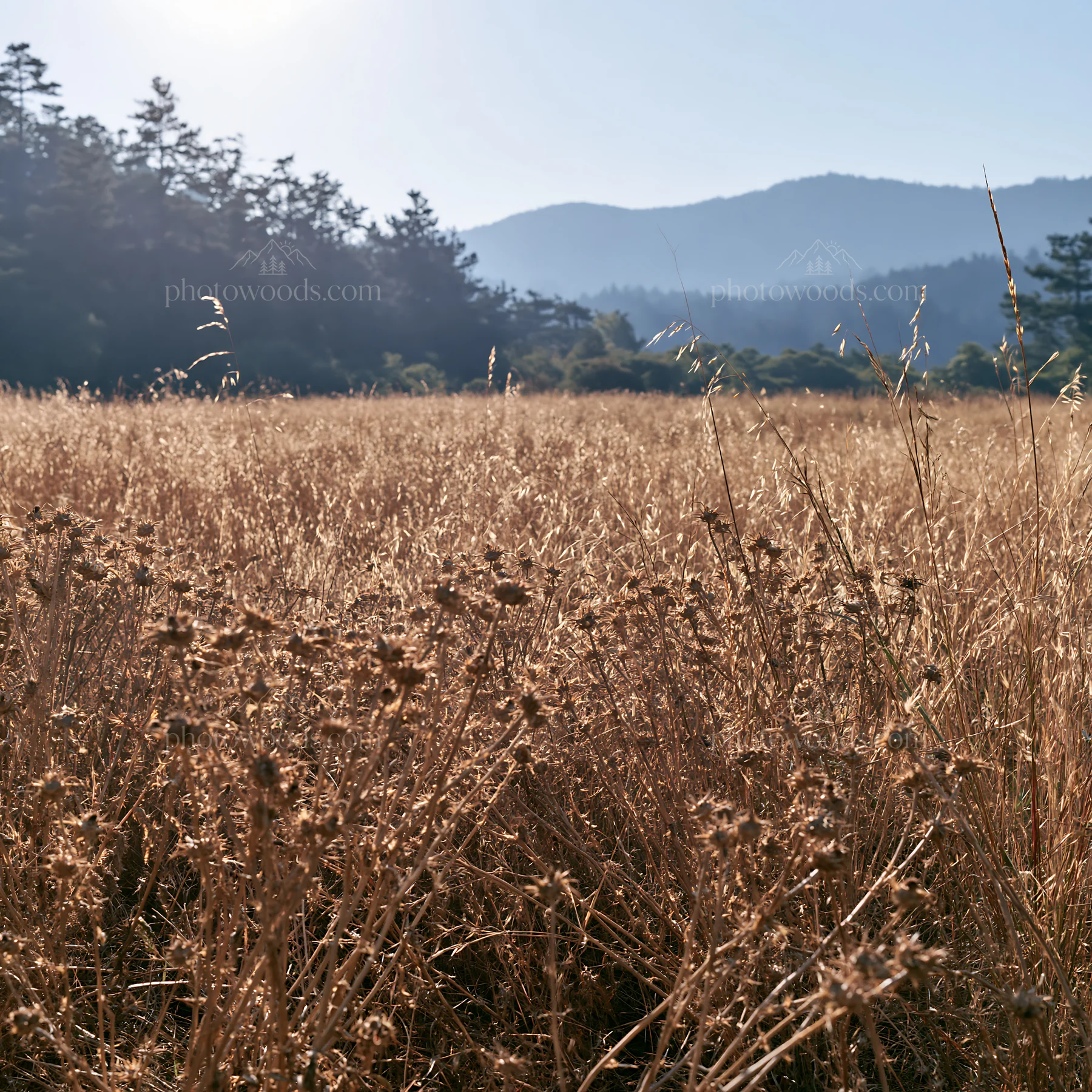 Pine forest meadow under bright sky with distant mountains - AI-generated stock image