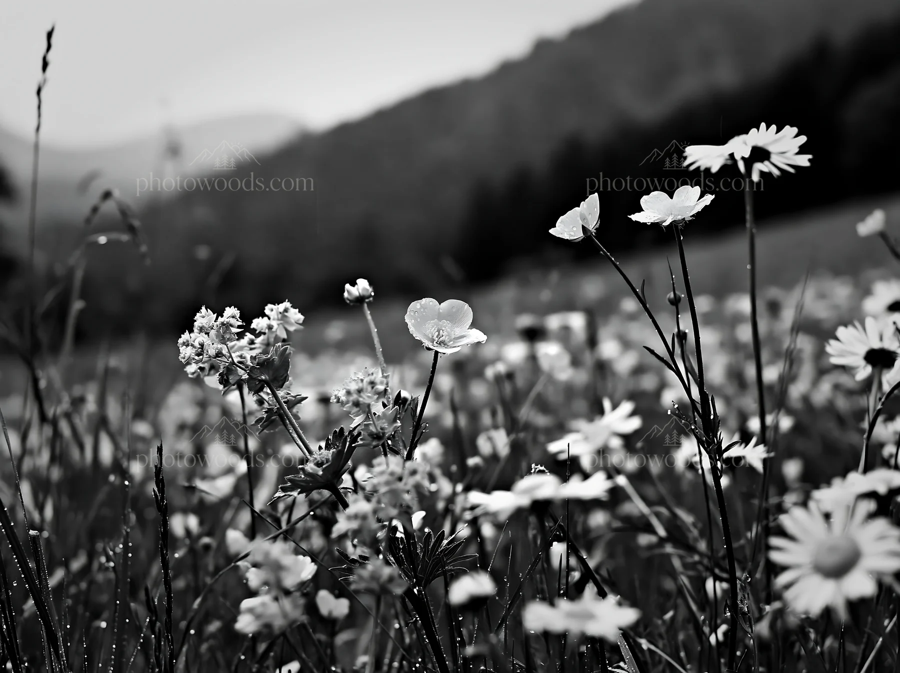 Colorful buttercup meadow with flowers and greenery - AI-generated stock image