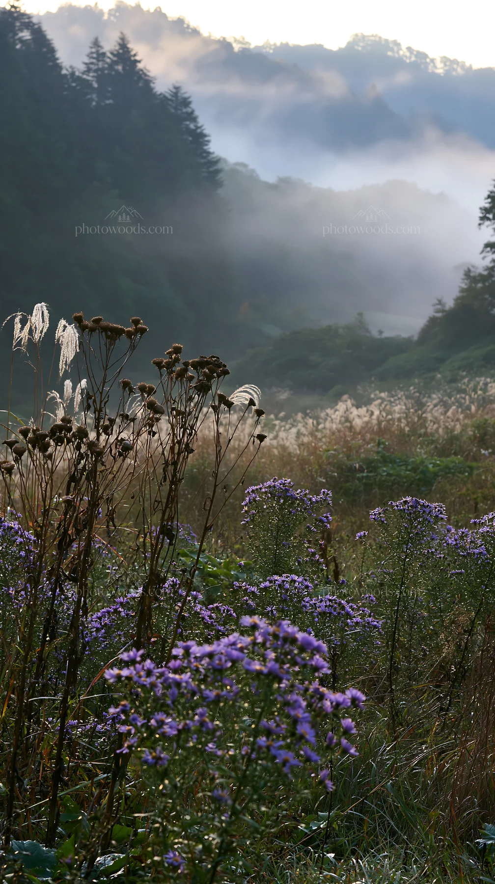 Iwate rain refreshed meadow seedhead foreground - AI-generated stock image