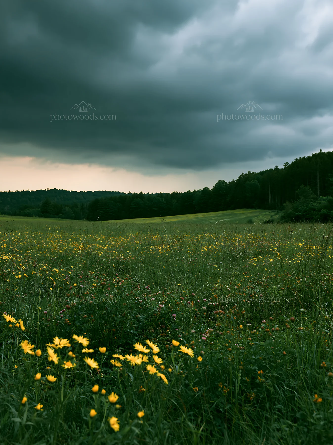 Colorful clover meadow with yellow flowers on a cloudy day - AI-generated stock image