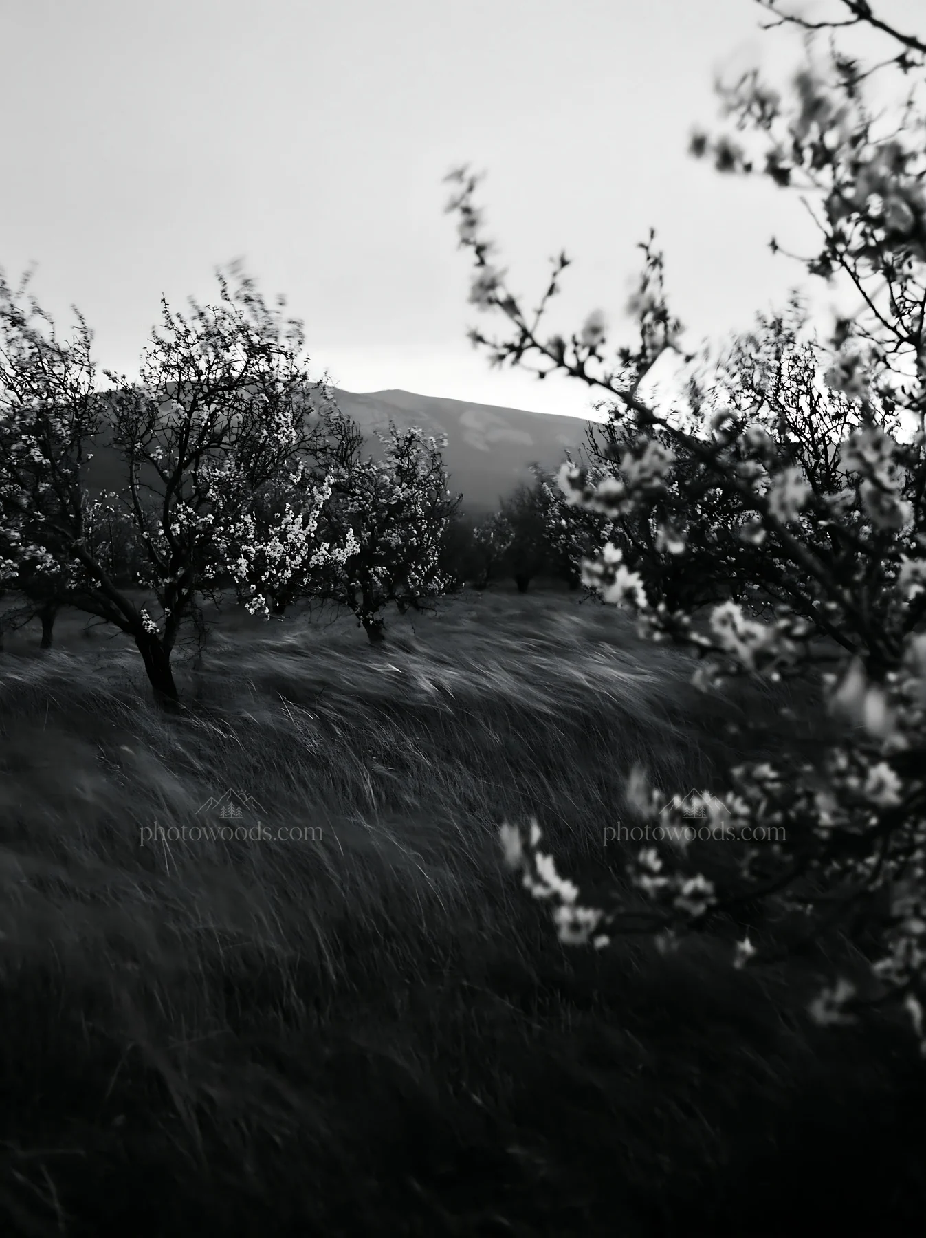 Moody orchard meadow with trees and flowing grass - AI-generated stock image