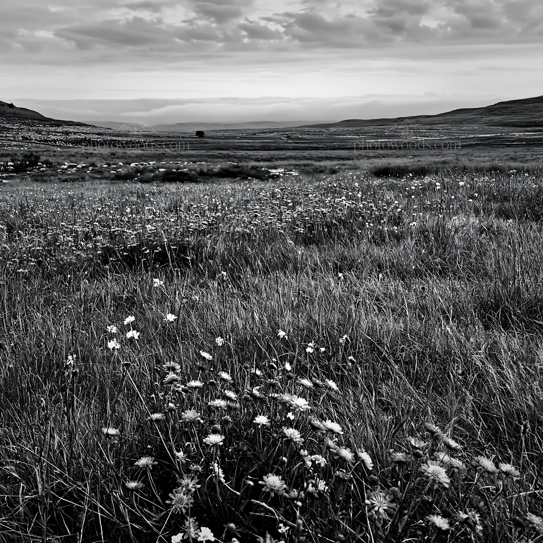 Cloudy limestone wildflower meadow with low hills in background - AI-generated stock image