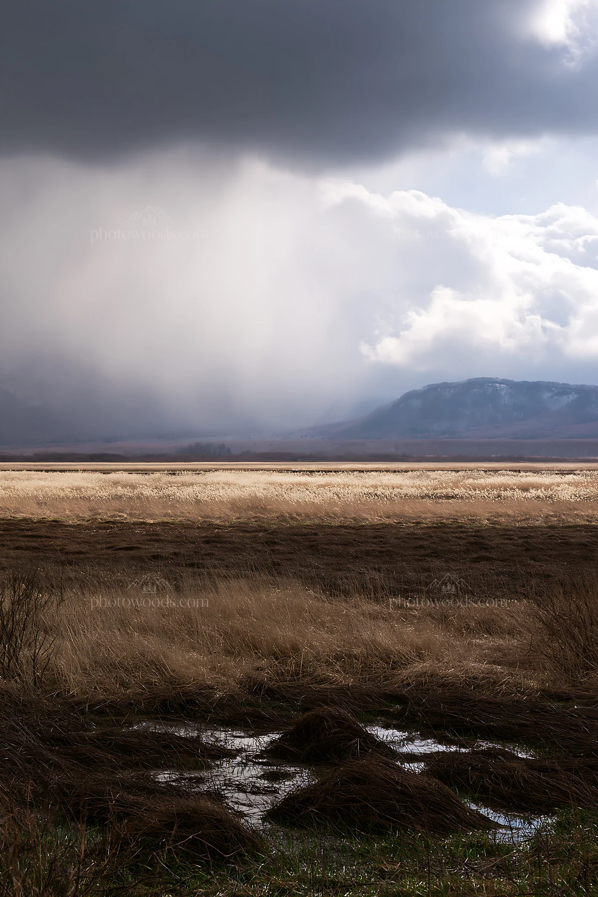 Akita snowmelt meadow with silver grasses under cloudy sky - AI-generated stock image