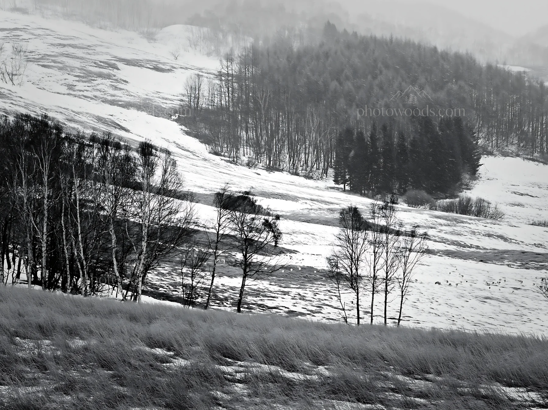 Snow covered Biei hills meadow with trees in winter - AI-generated stock image