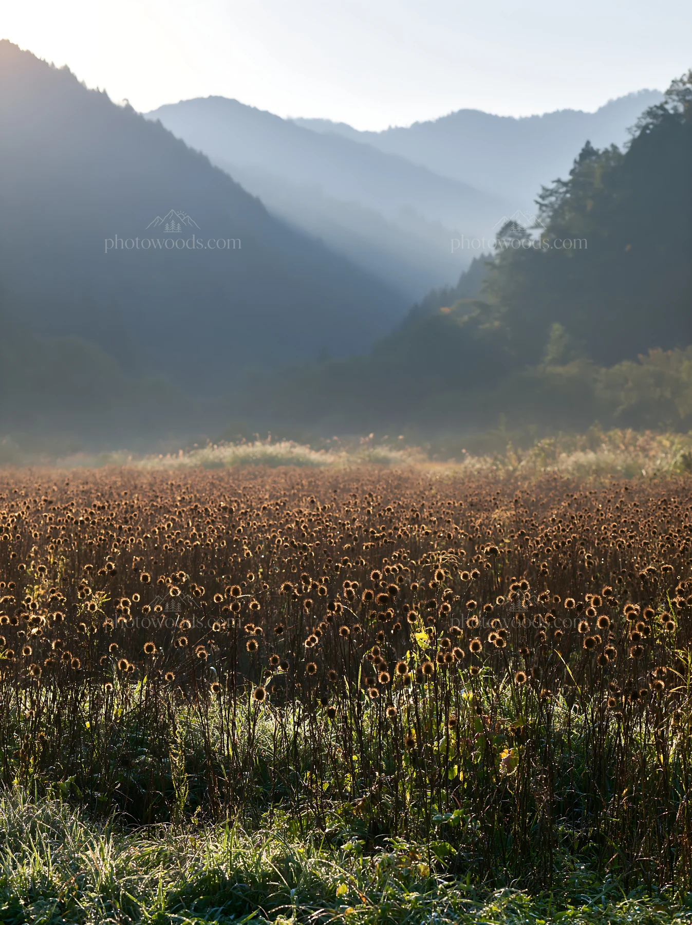 Aichi restored meadow autumn seedheads in the foreground - AI-generated stock image