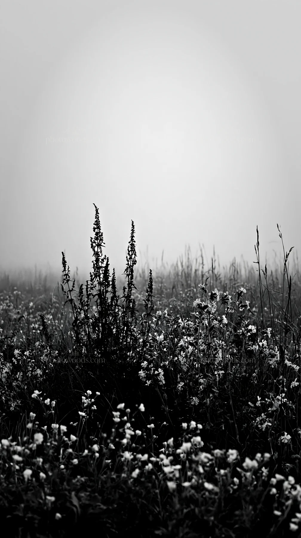 Foggy meadow with wildflowers in black and white - AI-generated stock image