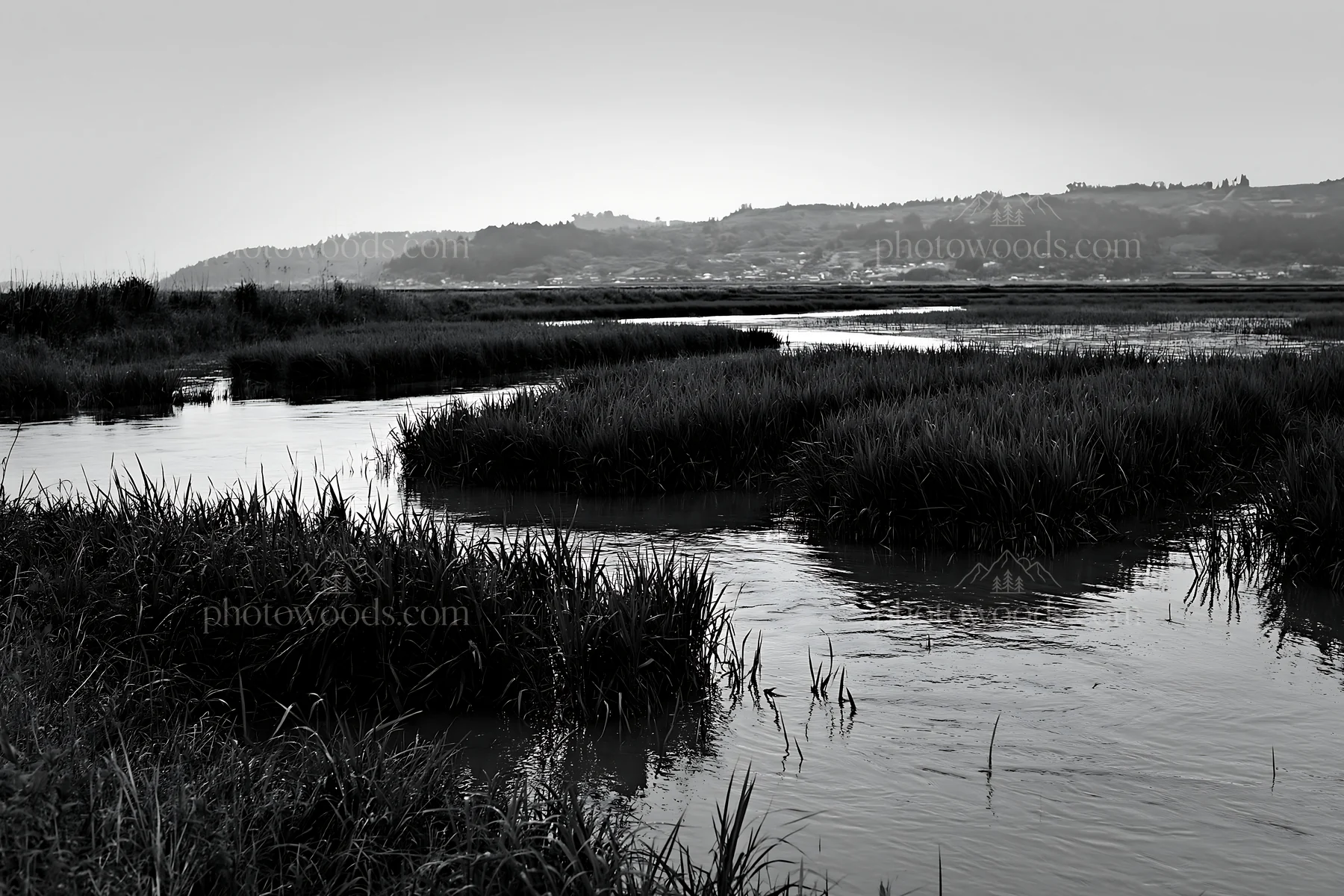 Shiga wetland meadow with reeds at twilight - AI-generated stock image