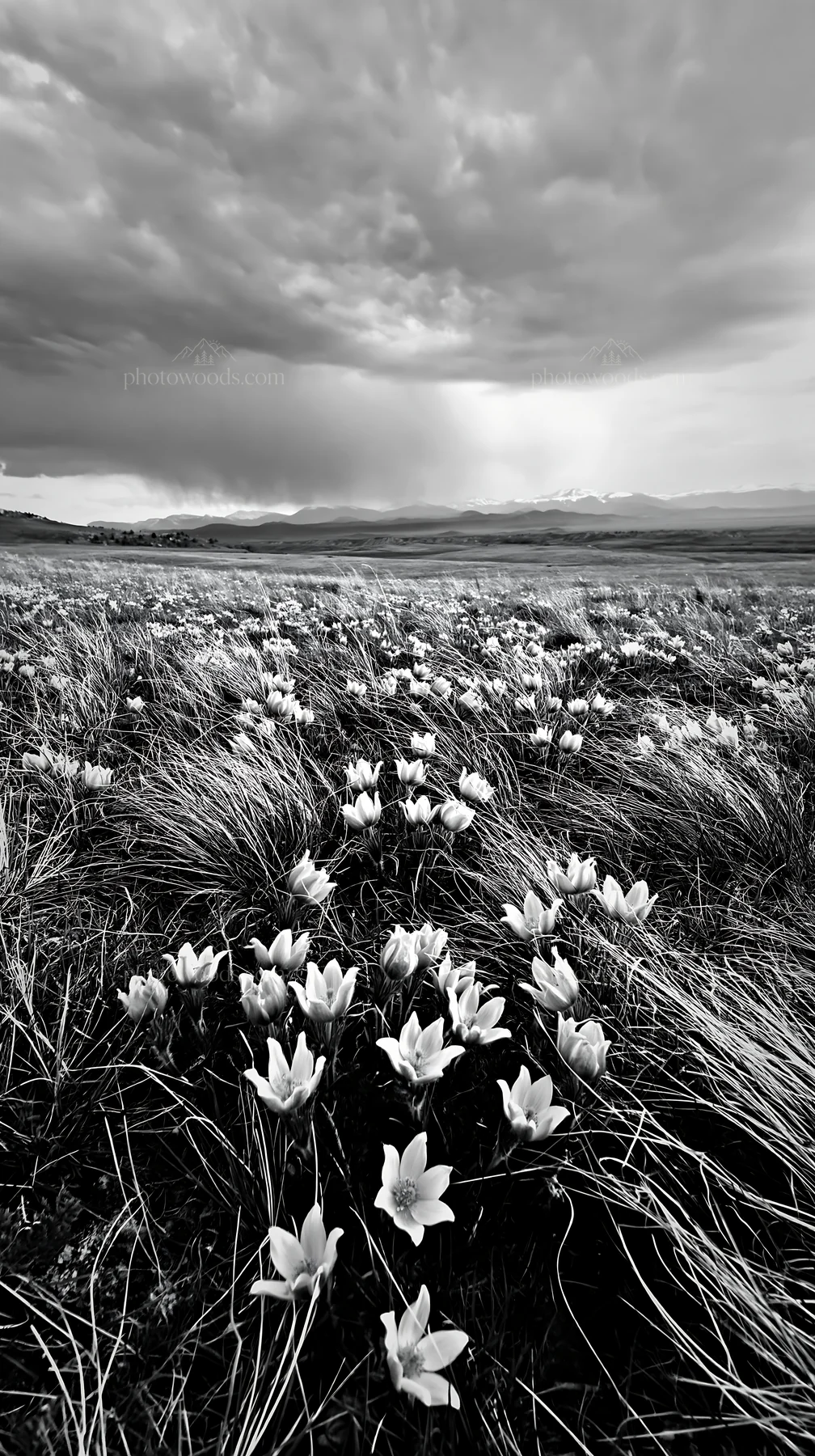 Cloudy pasque flower meadow under an overcast sky - AI-generated stock image