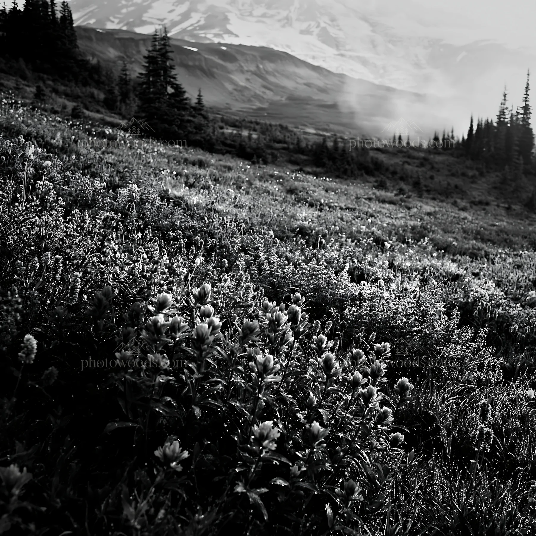 Black and white mount Rainier wildflower meadow sunrise - AI-generated stock image