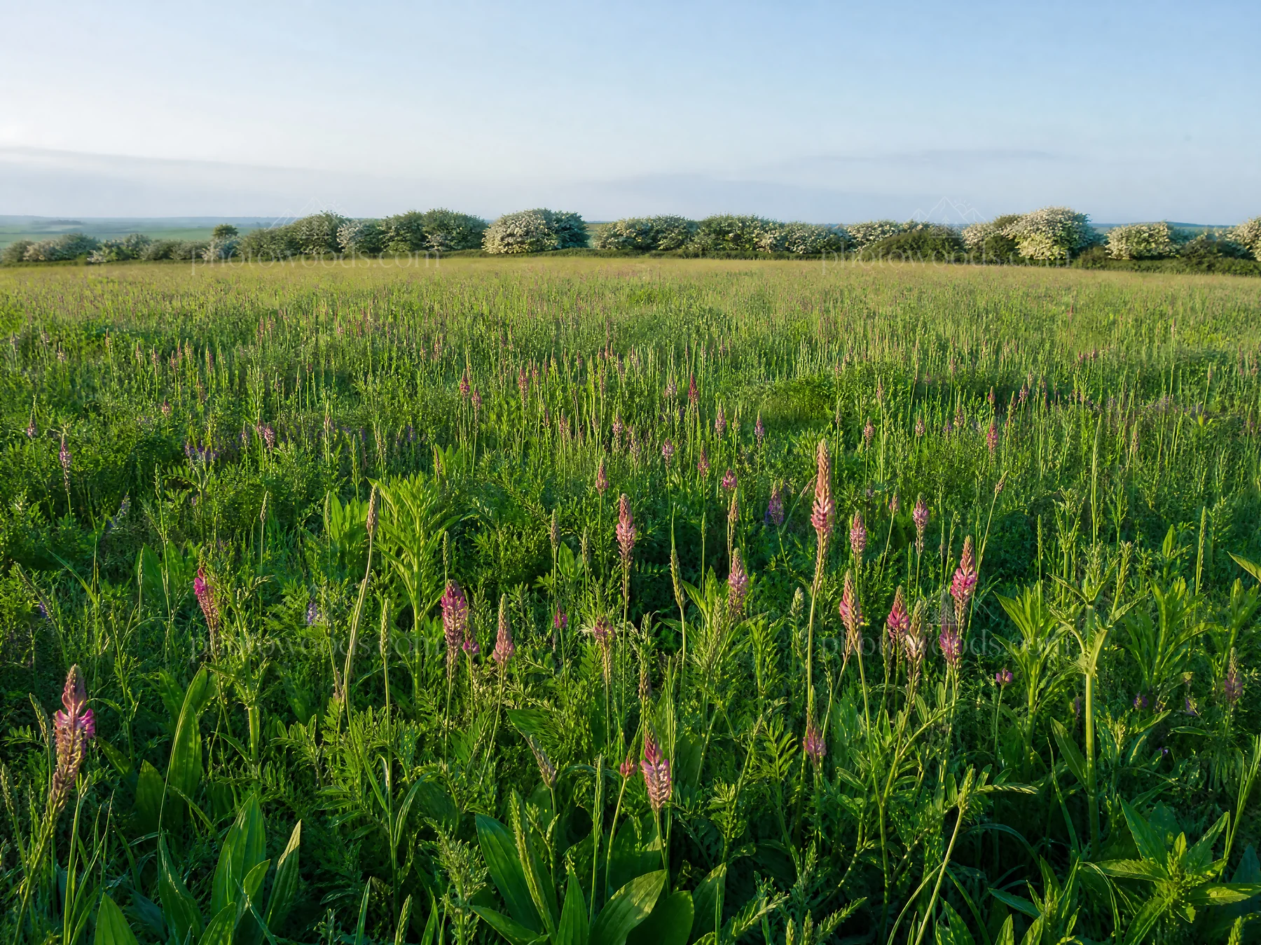 Sainfoin chicory meadow with green plants under clear sky - AI-generated stock image