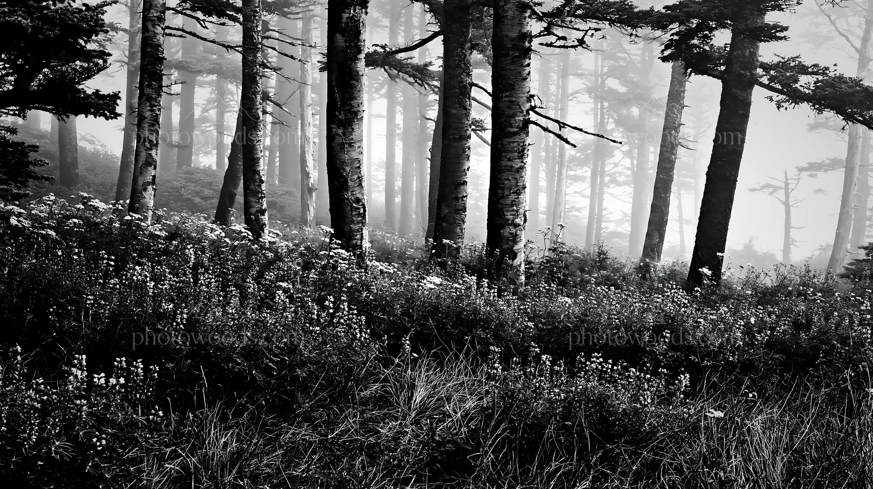 Black and white misty forest meadow with blooming flowers and tall trees - AI-generated stock image