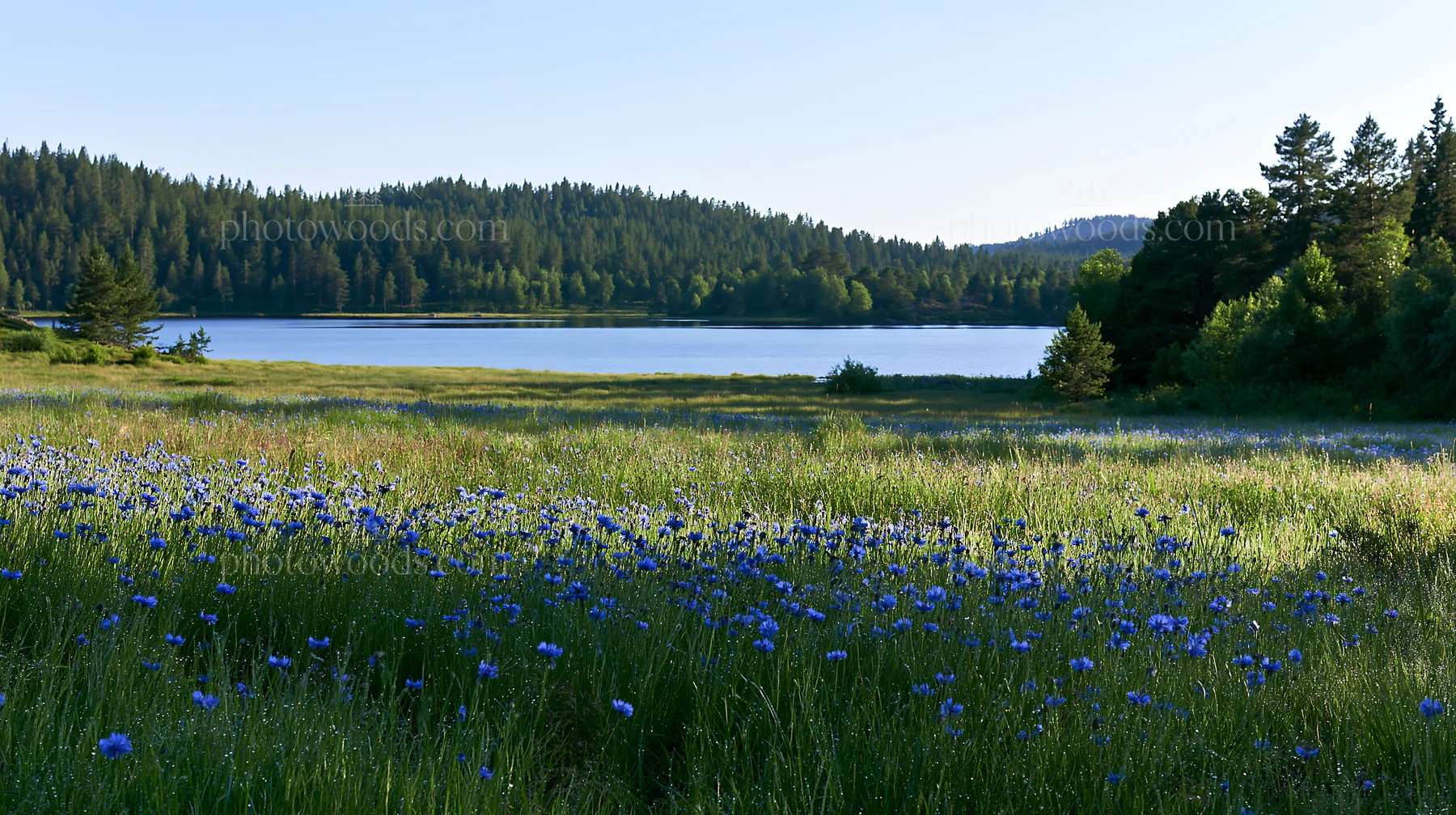 Sunlit lakeside meadow with wildflowers and trees - AI-generated stock image