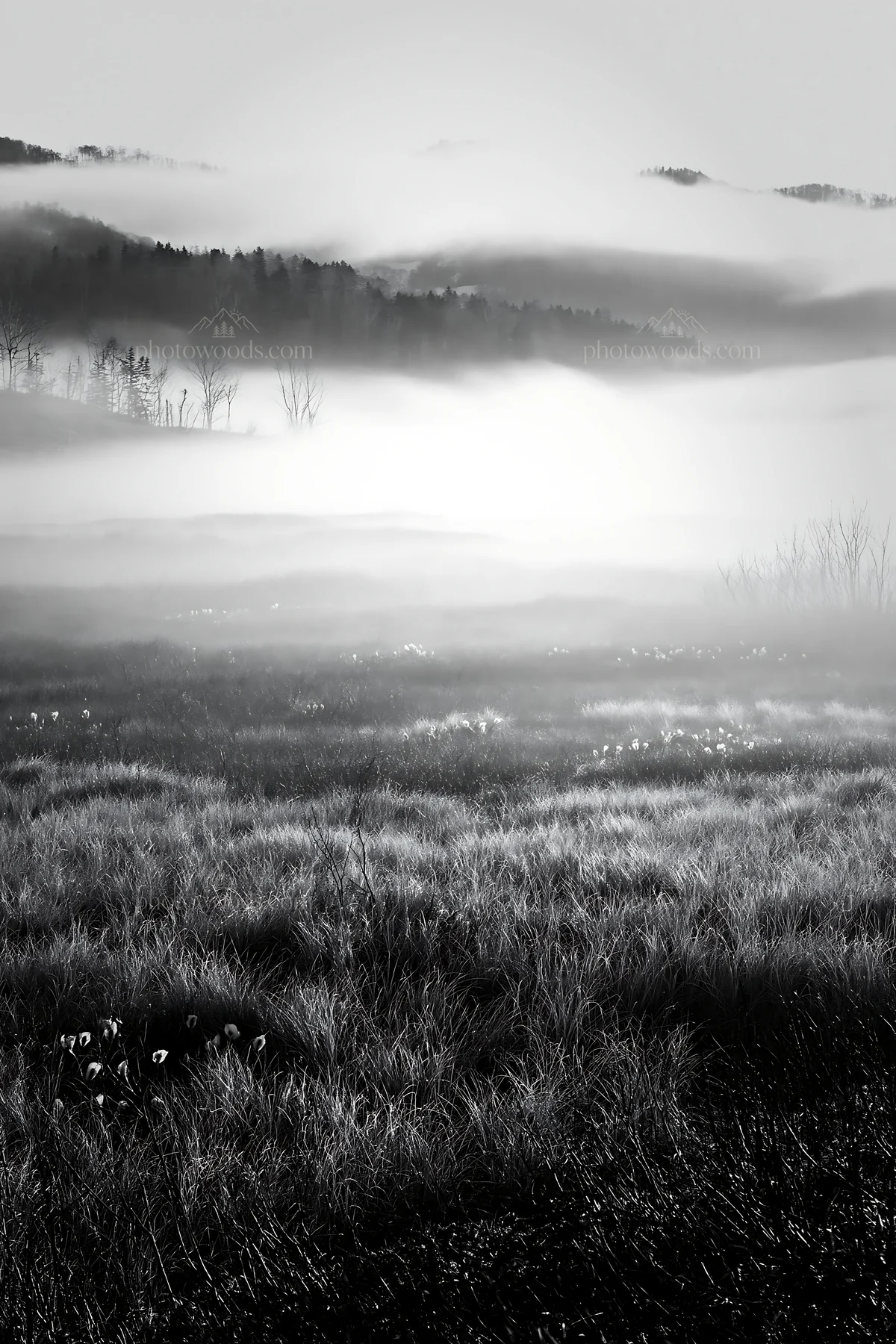 Black and white akita snowmelt meadow with silver grasses in misty morning light - AI-generated stock image
