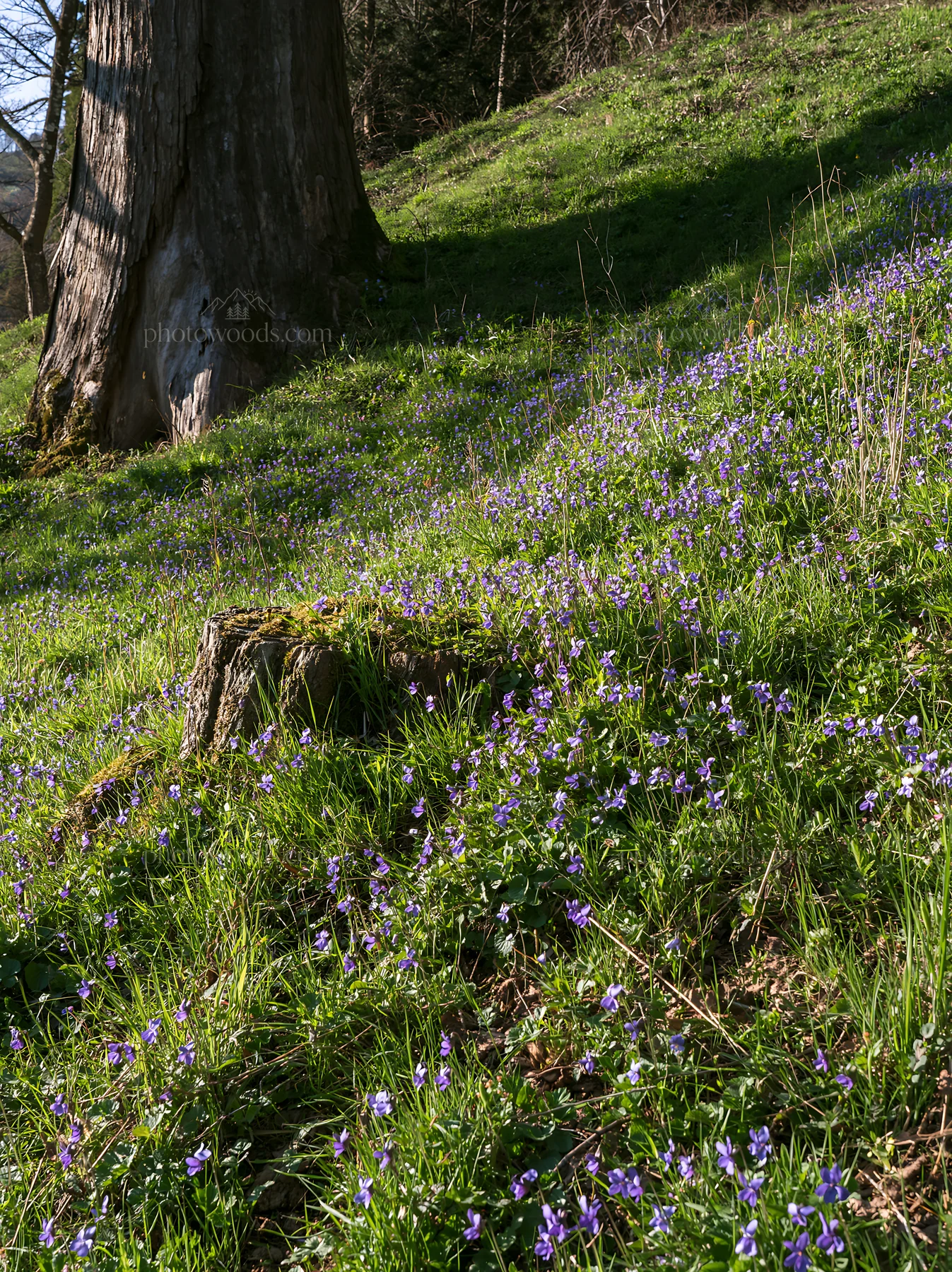 Fukushima native meadow with weathered stump and wildflowers - AI-generated stock image