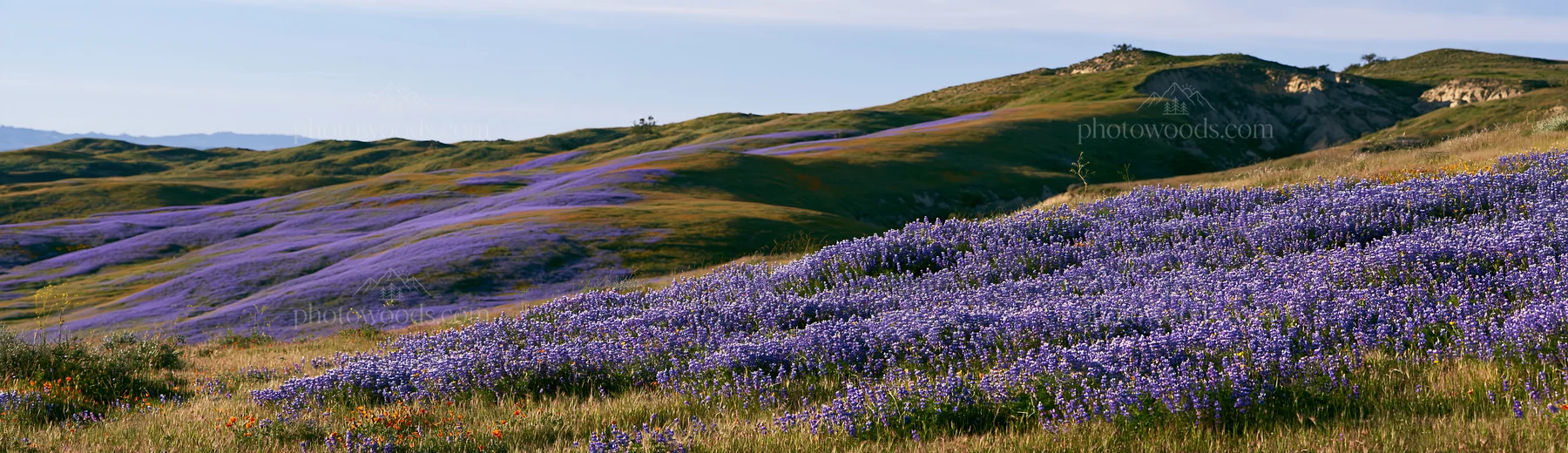 Colorful lupine meadow in a valley under blue skies - AI-generated stock image