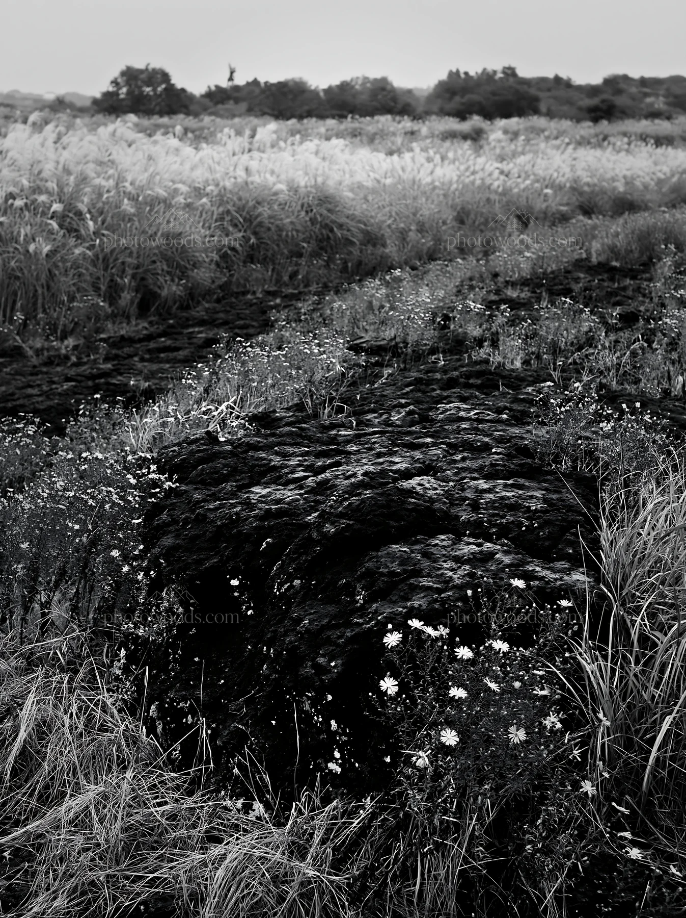 Black and white kumamoto volcanic meadow dark rock foreground and wildflowers - AI-generated stock image