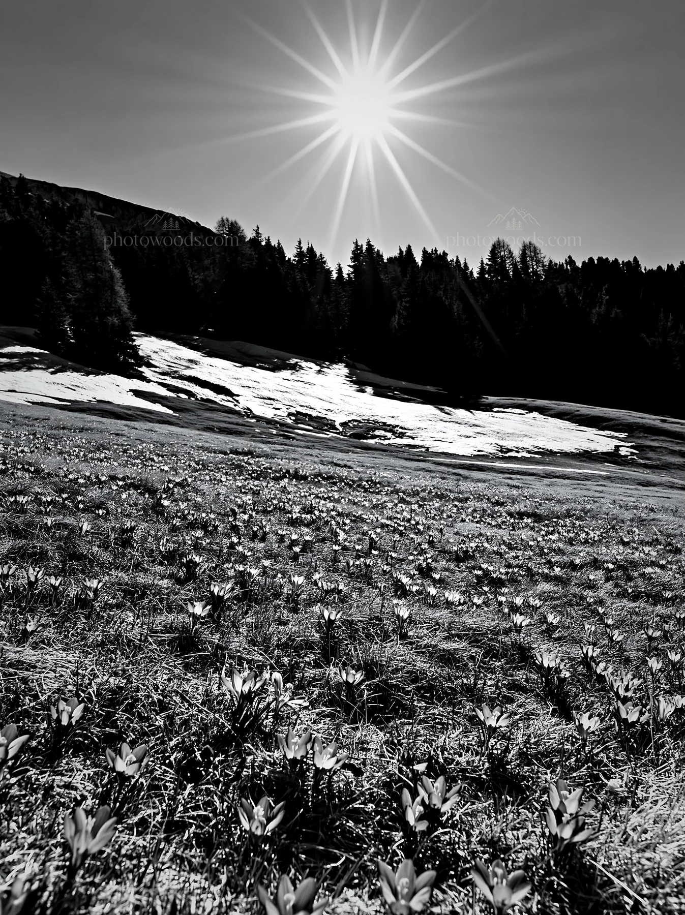 Black and white alpe di Siusi meadow sunbeams highlight blooming flowers - AI-generated stock image