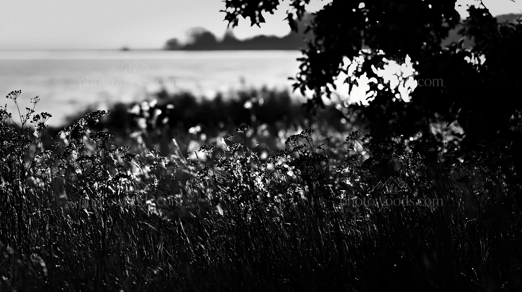 Apple meadow by the lakeshore with light and shadows - AI-generated stock image