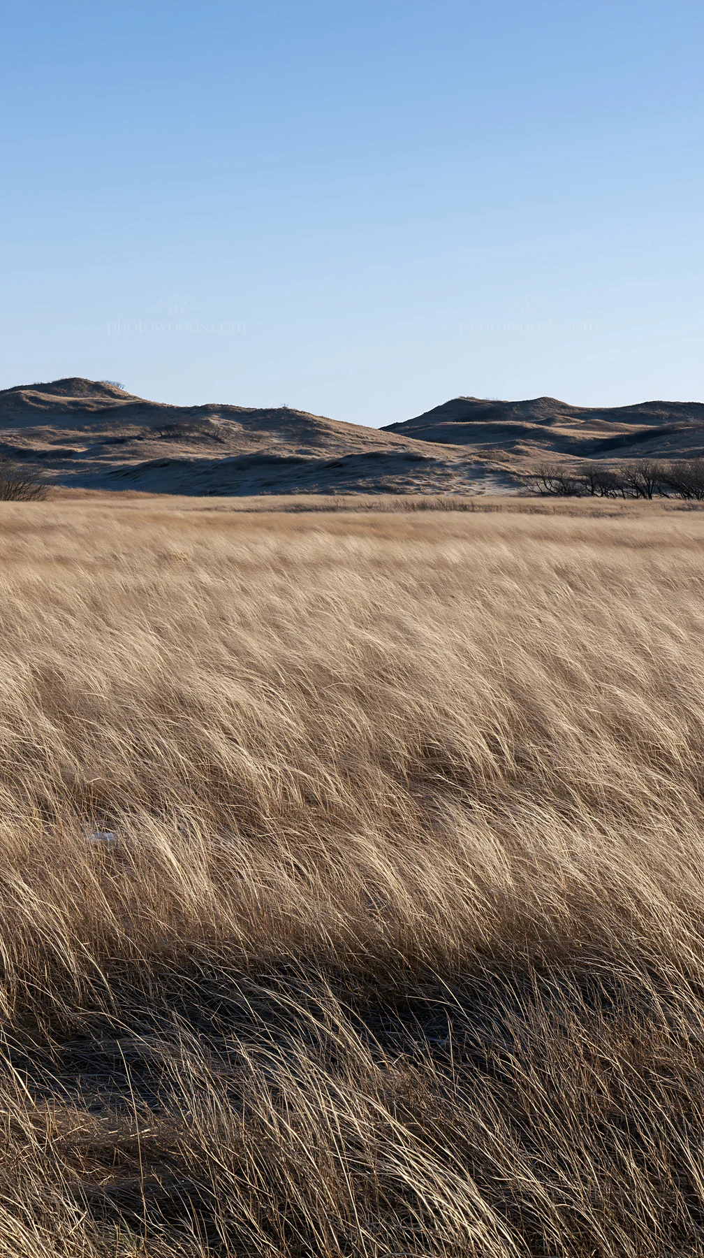 Tottori windy meadow with dune grasses under clear blue sky - AI-generated stock image