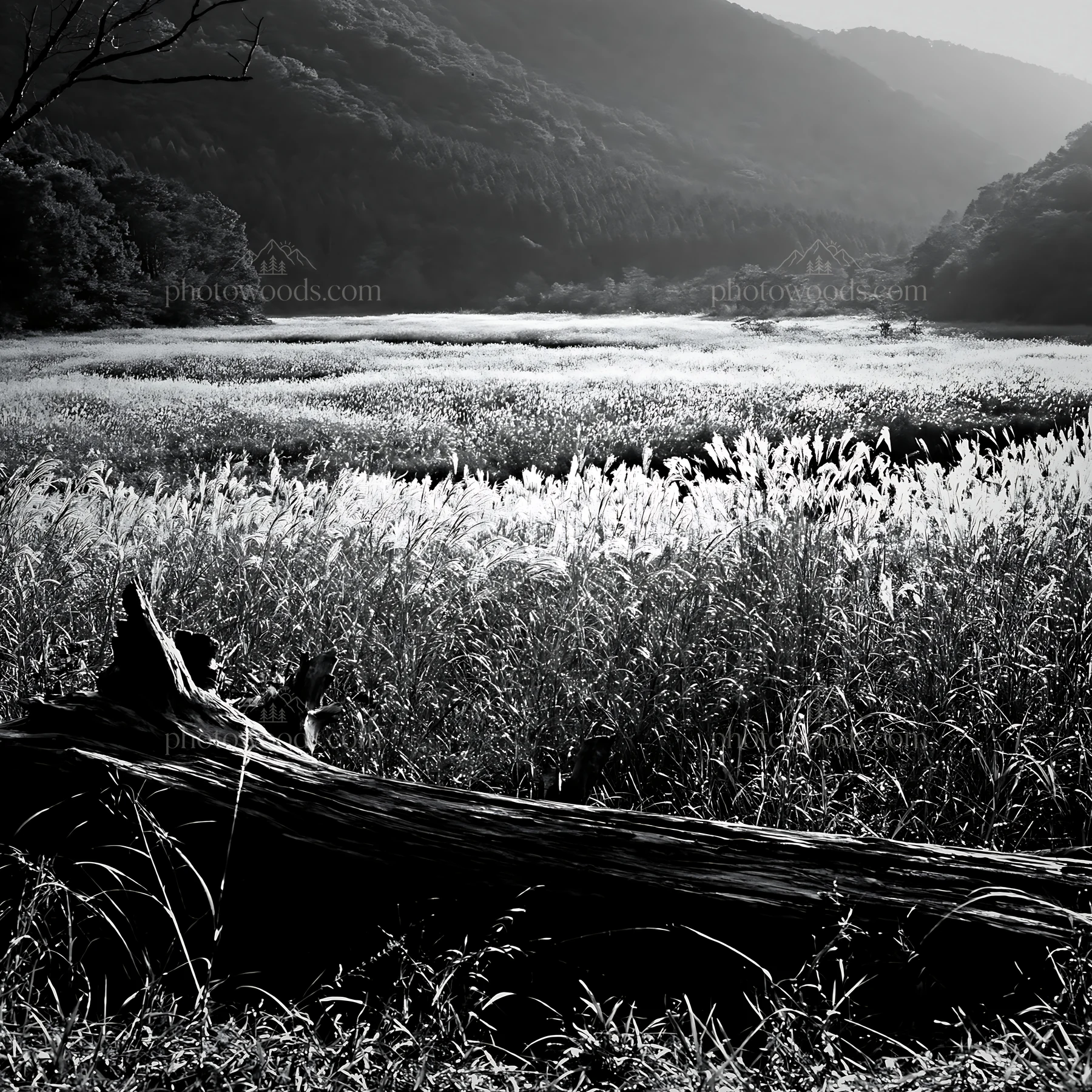 Wakayama autumn meadow with weathered wood in foreground - AI-generated stock image