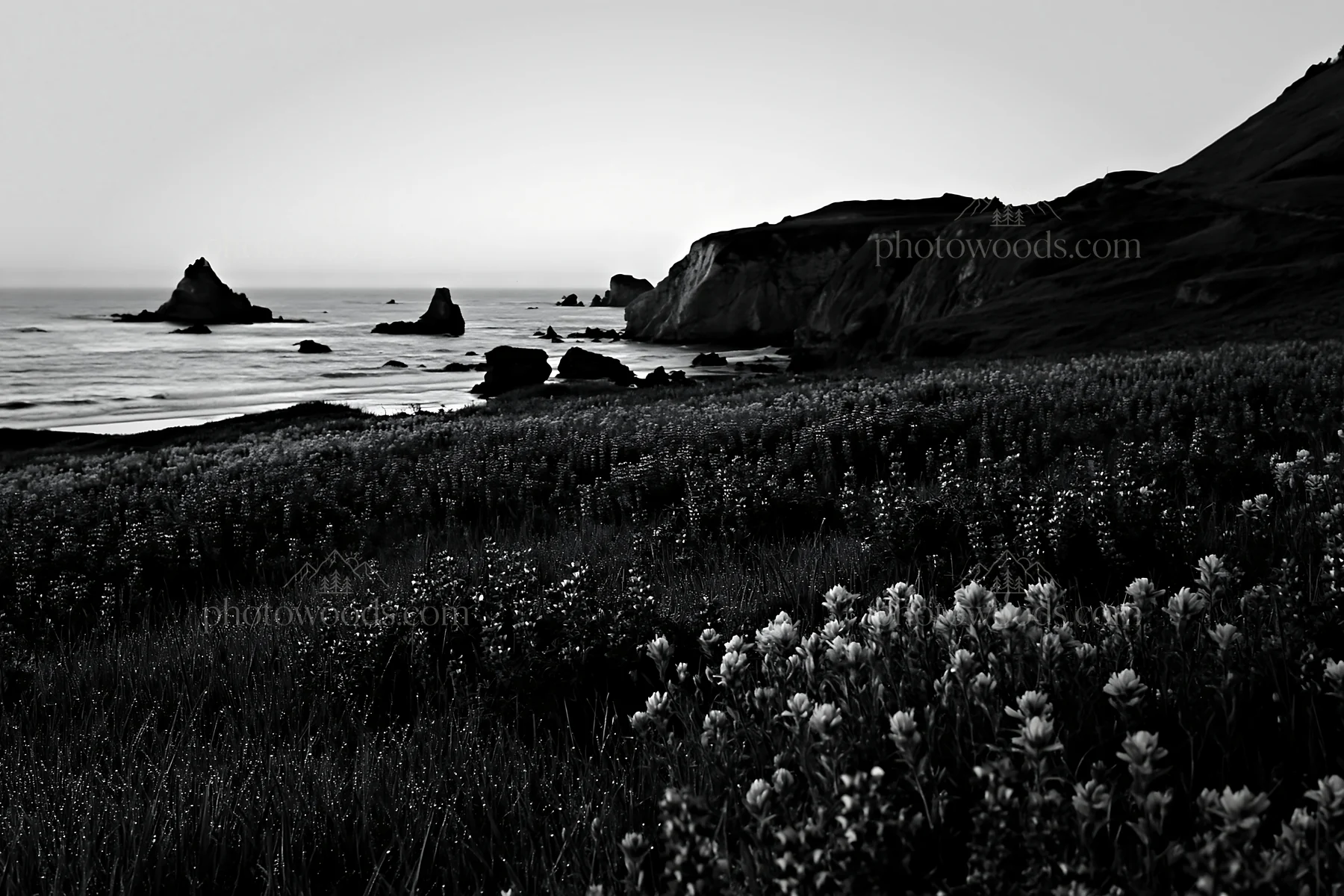 Beachside flower meadow at sunset near rocky coast - AI-generated stock image