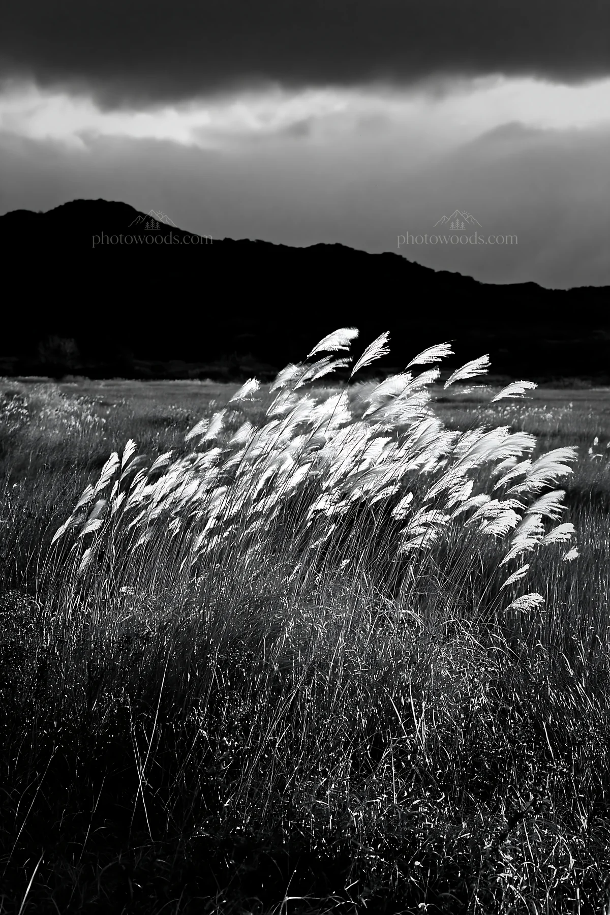Black and white okayama golden meadow with seedhead foreground in natural light - AI-generated stock image